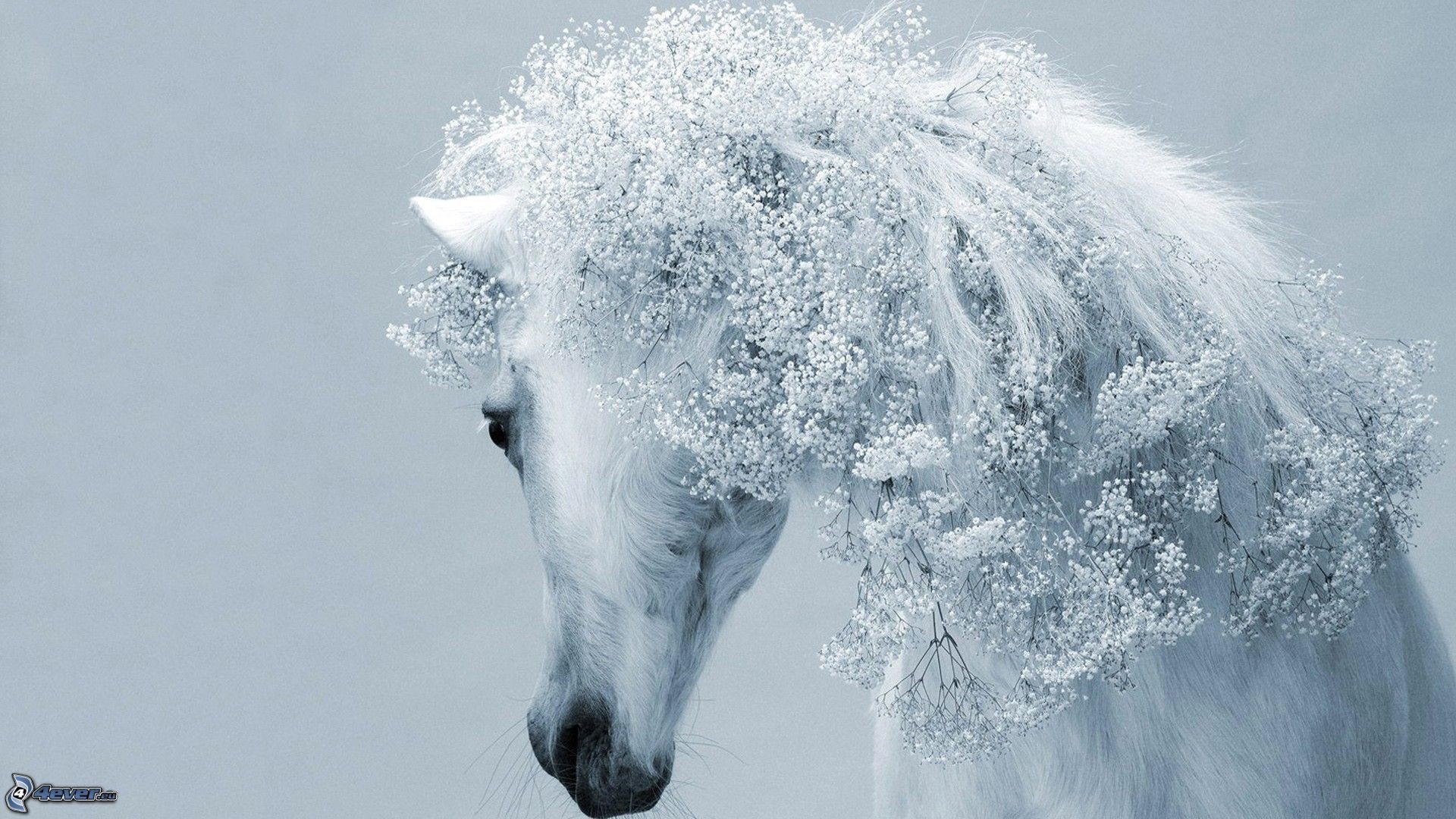Cavallo bianco, Fiori nella criniera, Arte digitale, Full HD, sfondo per PC e portatile