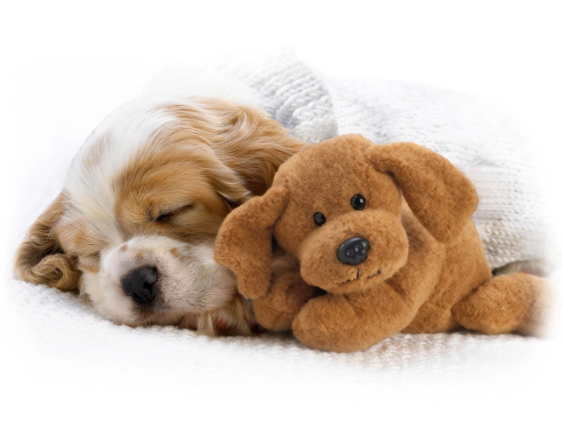 Cucciolo, Peluche, Cane che dorme, Sfondo bianco, Full HD, wallpaper per tablet