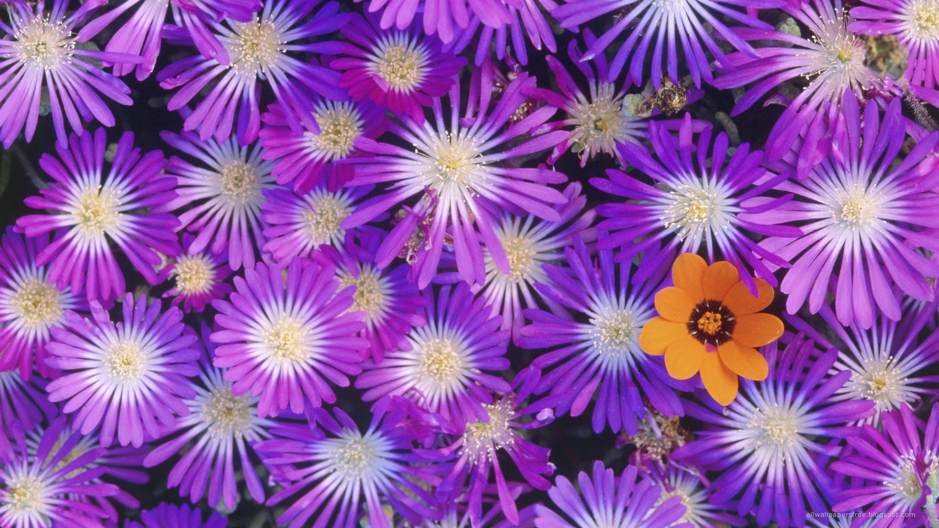 Astri viola, Fiori viola, Fiore arancione, sfondo per iPhone