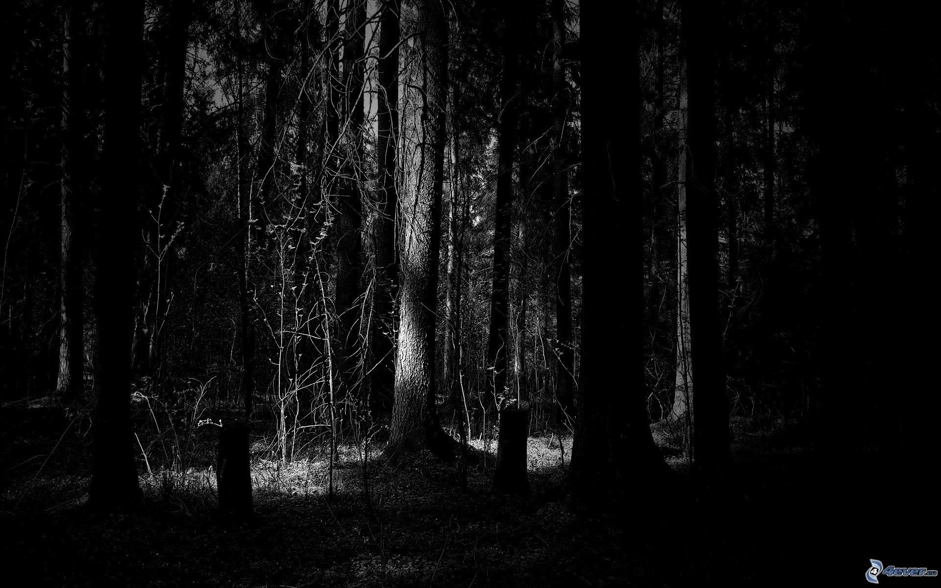 Bosco, Alberi, Bianco e nero, Notte, Full HD, sfondo per PC