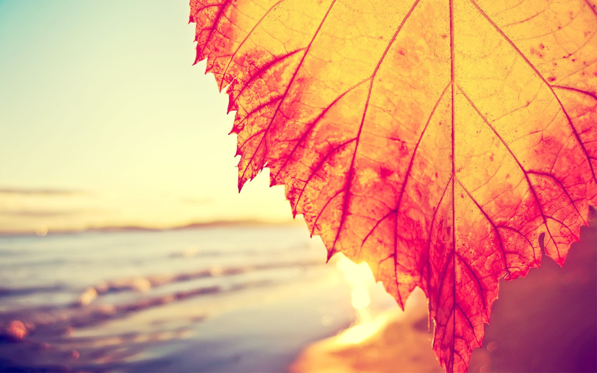 Foglia autunnale, Spiaggia, Tramonto, Retrò, 16:10 Full HD, wallpaper widescreen