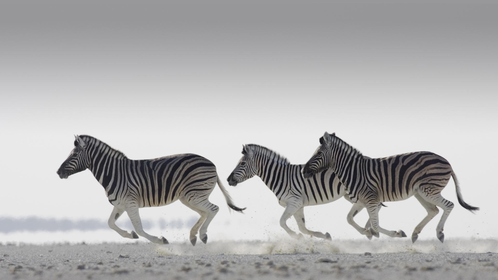 Zebre, Corsa, Savana, Bianco e nero, Full HD, sfondo Windows 11