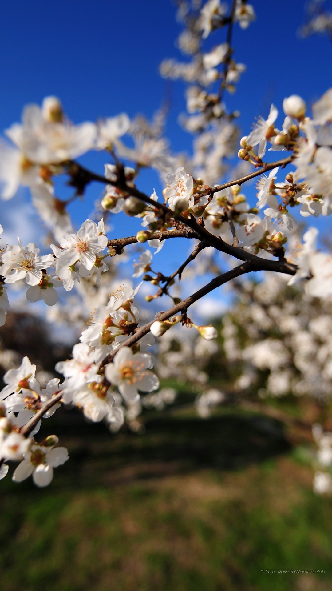 Fiori di ciliegio, Rami fioriti, Primavera, Cielo blu, sfondo per iPhone e Android