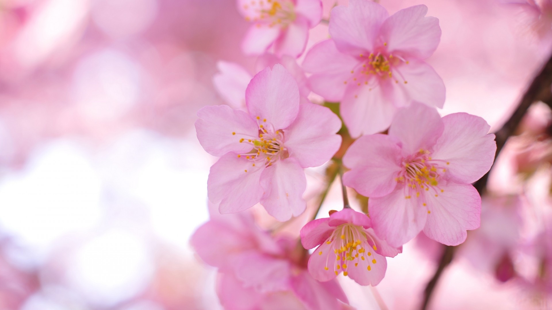 Fiori di ciliegio, Primo piano, Rosa, Full HD, sfondo Windows 11