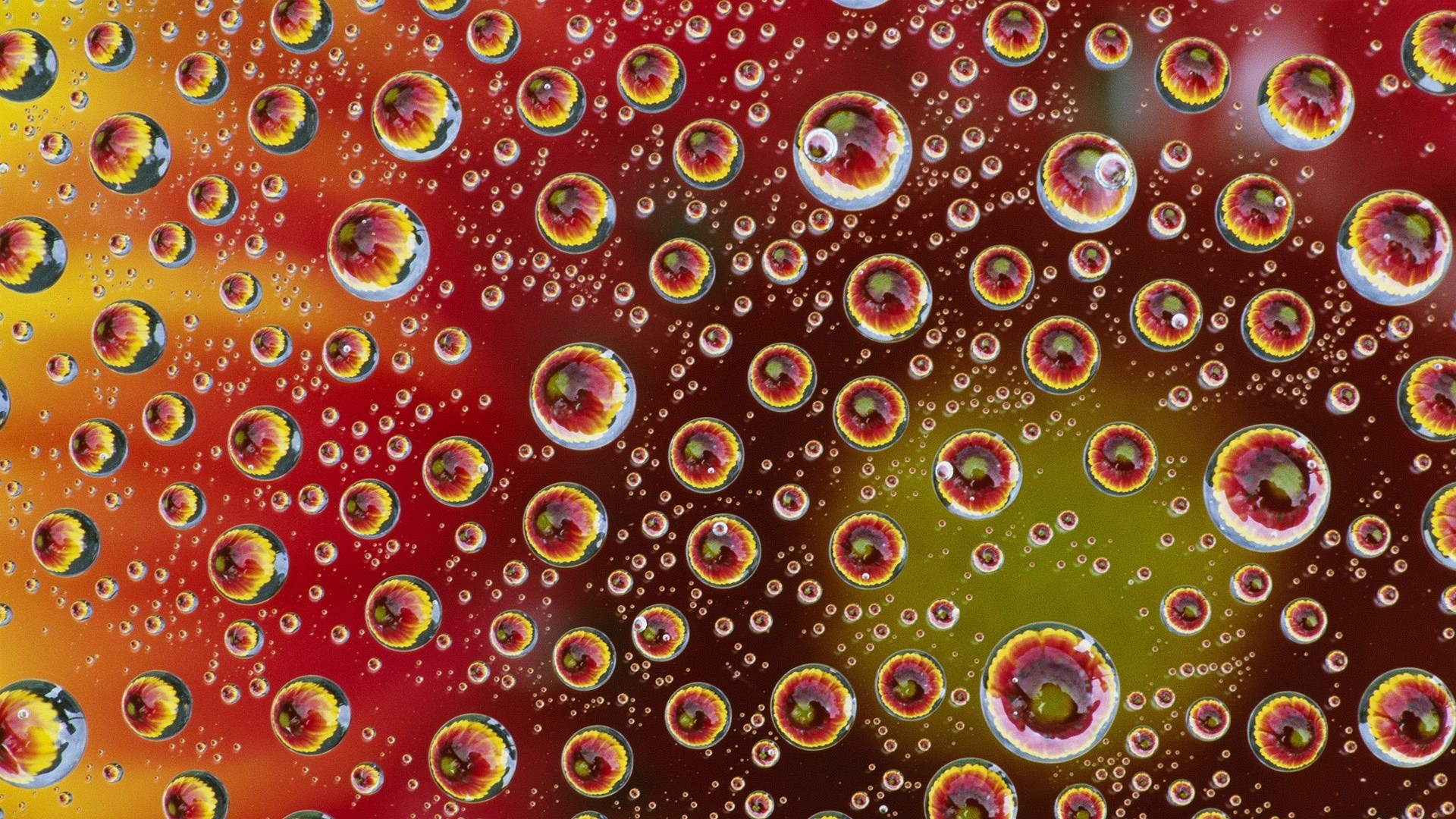 Gocce d'acqua, Riflessi, Macro, Rosso e giallo, 16:9 Full HD, sfondo widescreen