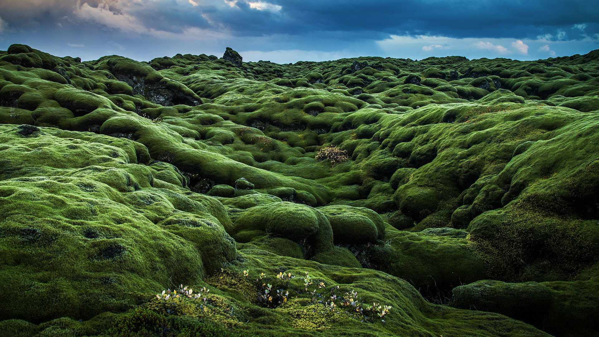 Islanda, Campo di lava muschiosa, Muschio, Verde, Full HD 1080p, sfondo desktop