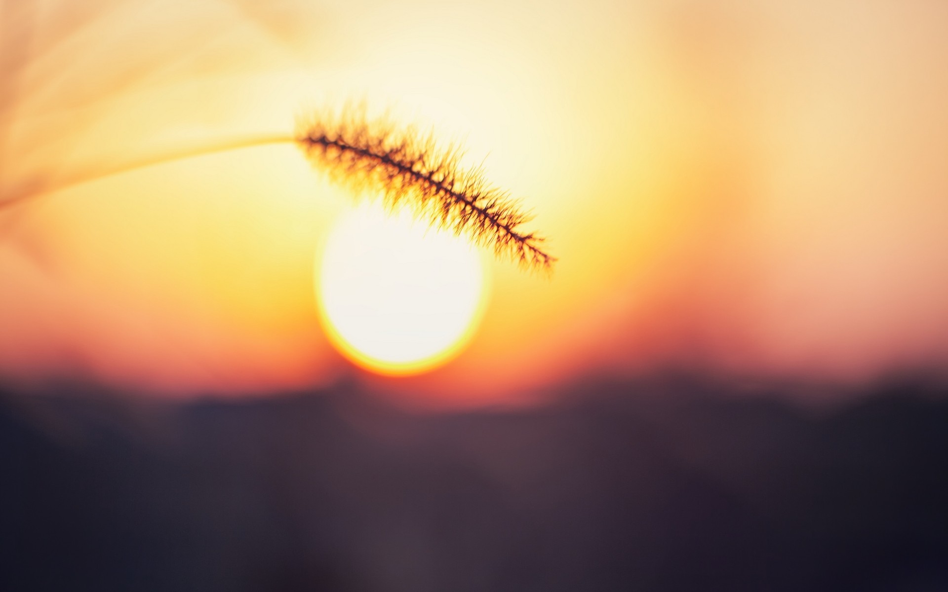 Sole, Spiga, Tramonto, Macro, Full HD, sfondo per portatile