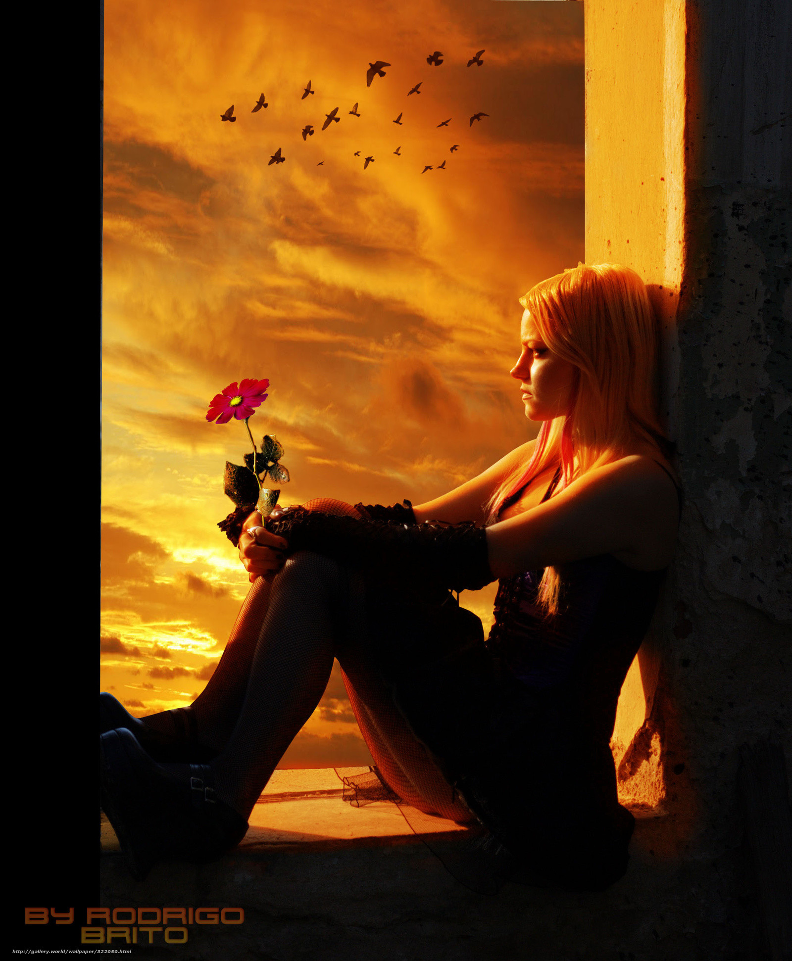 Ragazza, Rosa rossa, Finestra, Tramonto, Uccelli, QHD+, sfondo per iPad e tablet