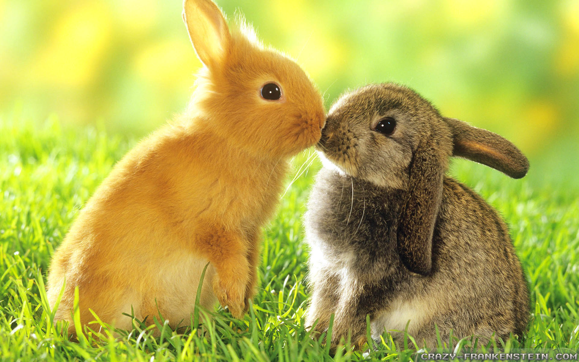 Conigli, Coniglietti, Bacio, Prato, Pasqua, Full HD, sfondo per PC