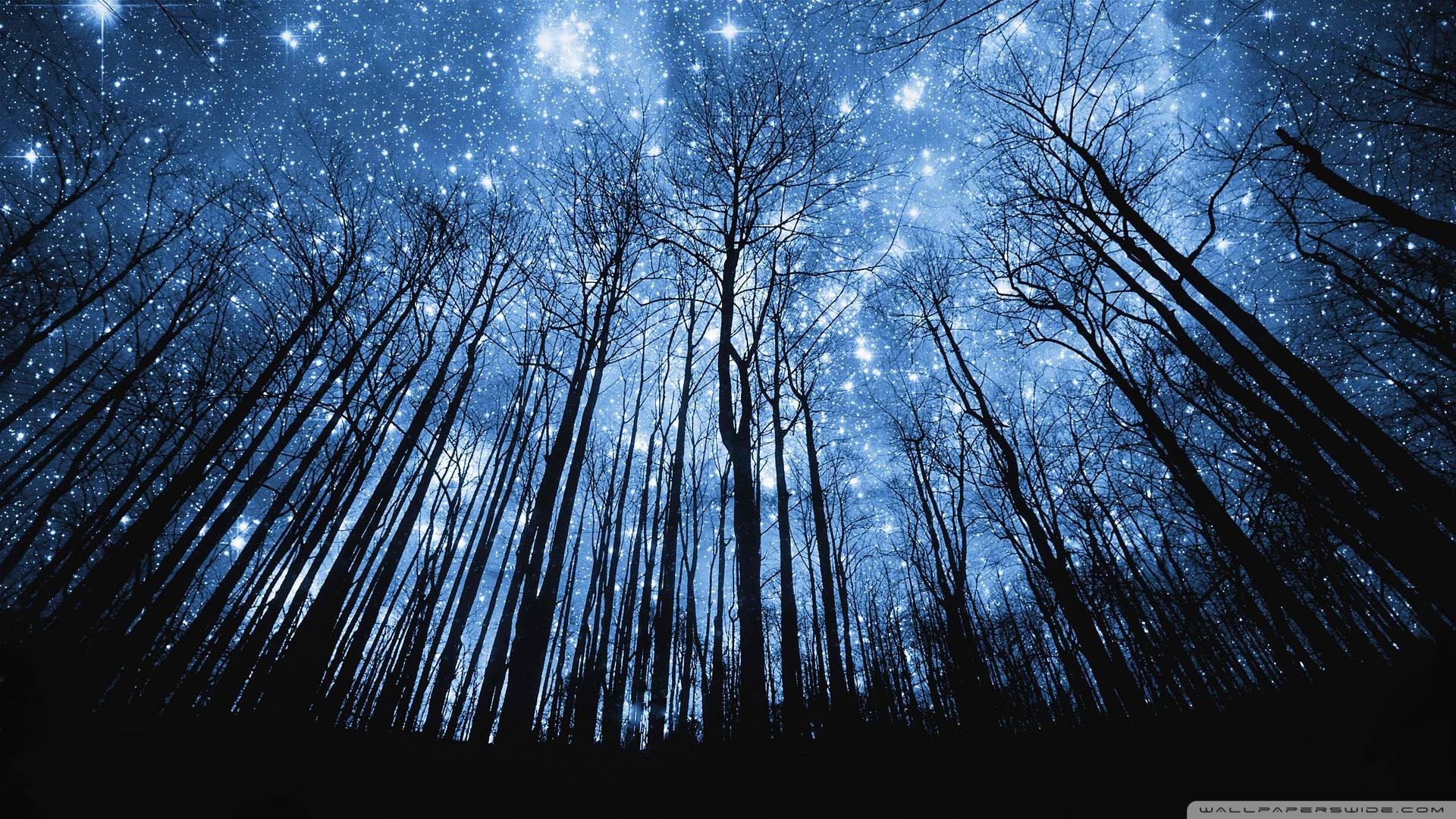 Cielo stellato, Foresta, Alberi, Vista dal basso, Blu, Full HD, wallpaper per portatile
