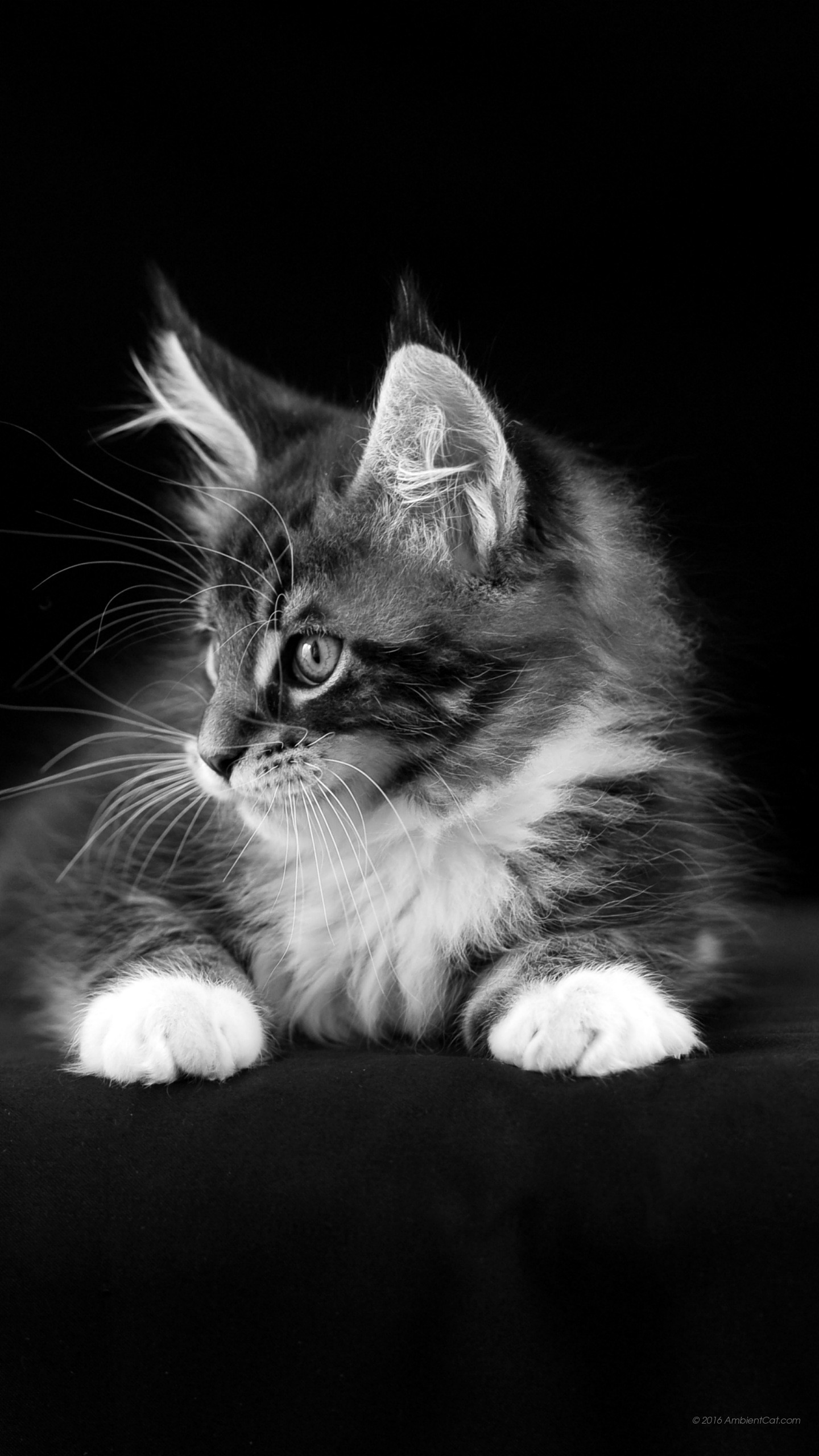 Gattino, Bianco e nero, Gatto, Sfondo nero, QHD+, schermata di blocco del cellulare