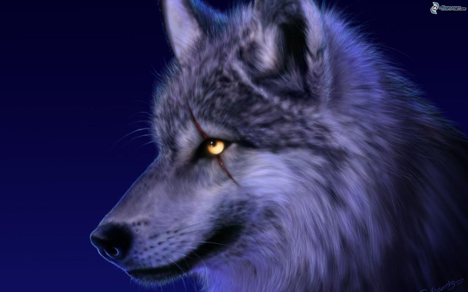 Lupo, Profilo, Blu, Arte digitale, 1920x1200, sfondo per PC