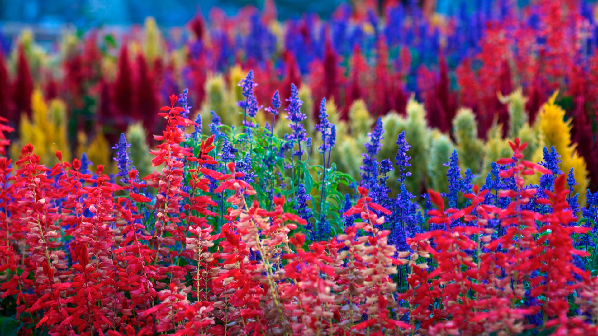 Fiori, Campo fiorito, Salvia, Rosso e blu, Full HD, sfondo desktop