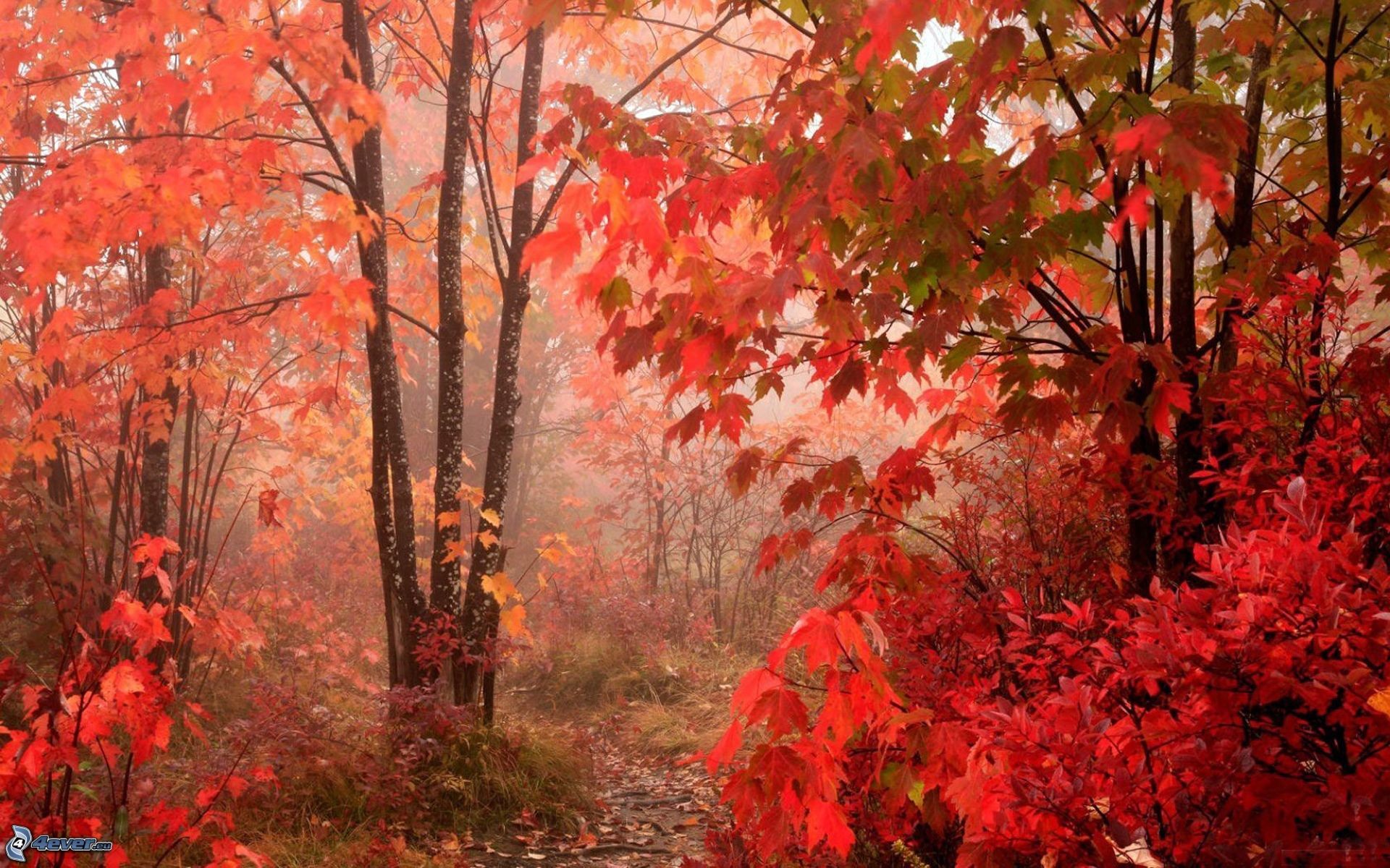 Bosco rosso, Nebbia, Foglie rosse, 16:10 Full HD, wallpaper widescreen