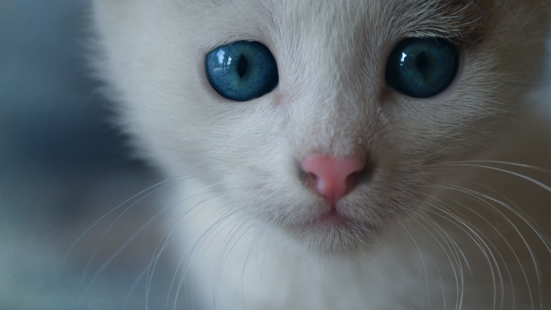 Gattino bianco, Occhi azzurri, Primo piano, Full HD, sfondo per portatile