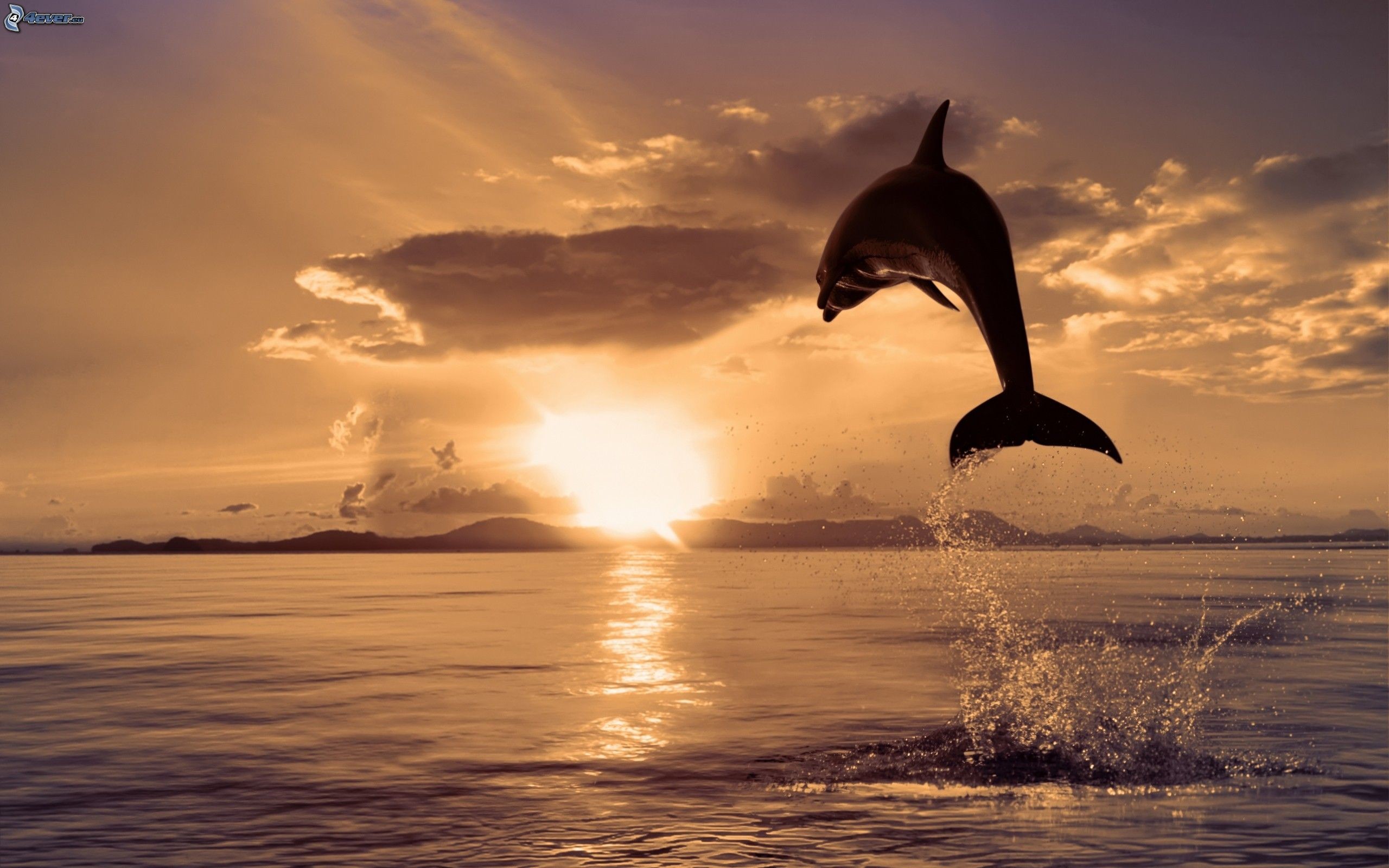 Delfino, Salto, Mare, Silhouette, 2560x1600, sfondo per PC
