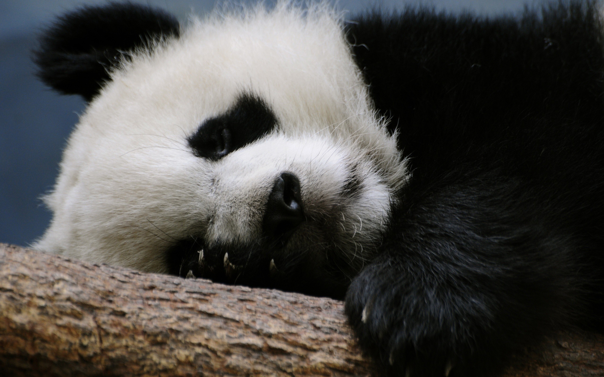 Panda gigante, Riposo, Tronco, 2K, sfondo per PC e portatile