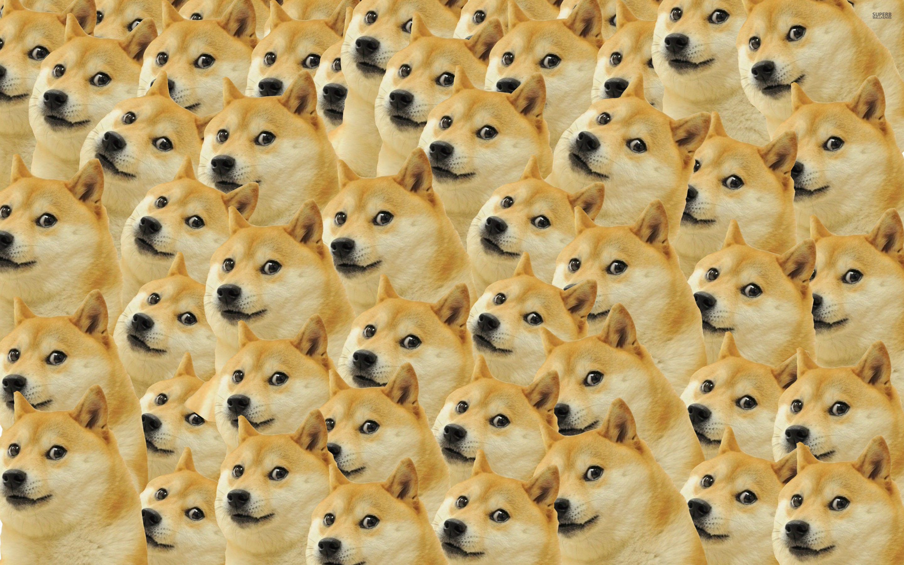 Doge, Shiba Inu, Pattern, Collage, 2K, sfondo Windows 11