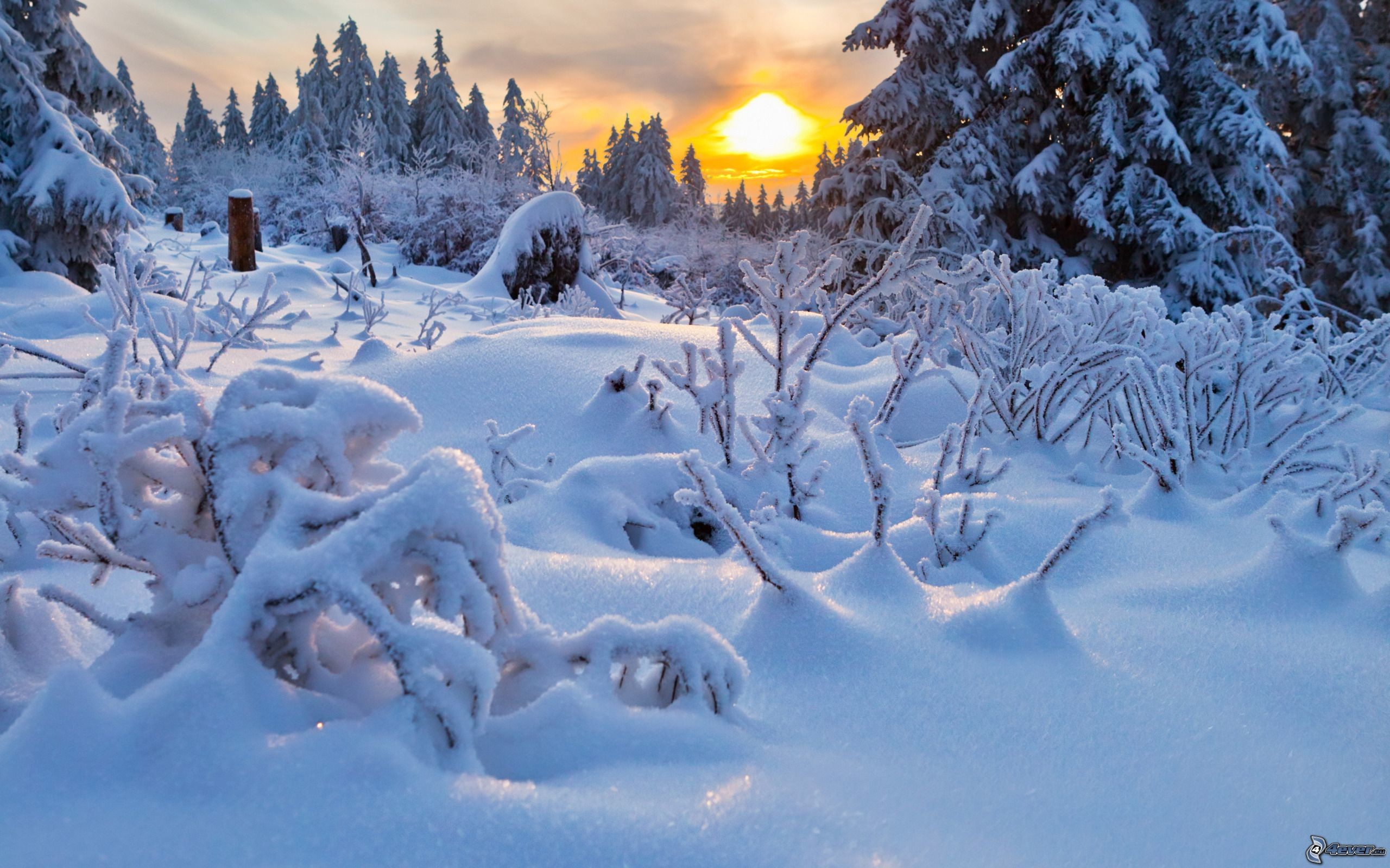Neve, Cespugli innevati, Tramonto, Abeti, 2560x1600, wallpaper desktop