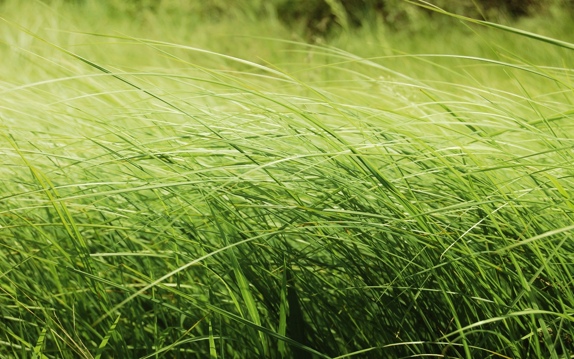Erba alta, Verde, Prato, Full HD, sfondo desktop