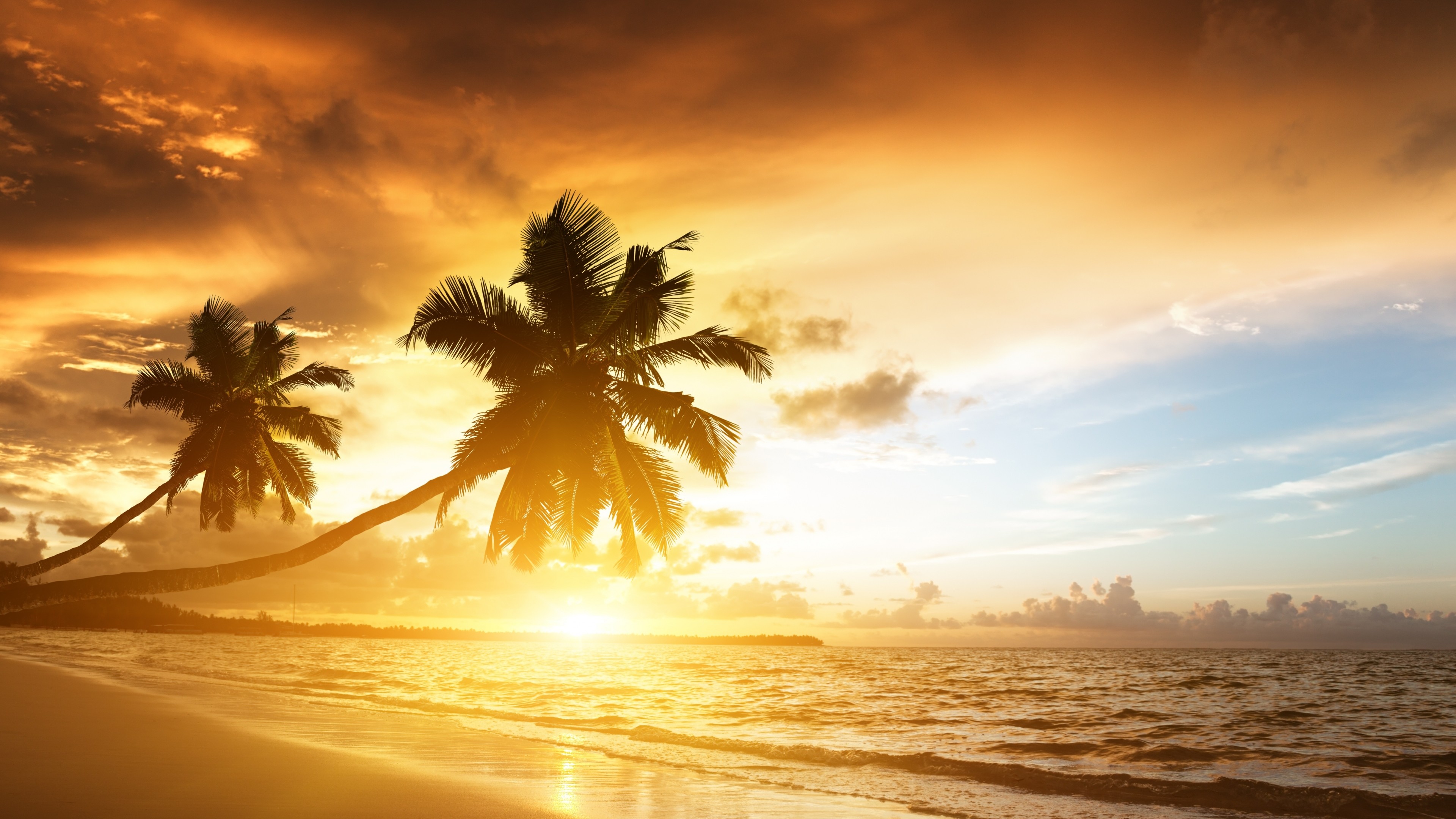 Tramonto, Palme, Cielo dorato, 4K 2160p, sfondo desktop