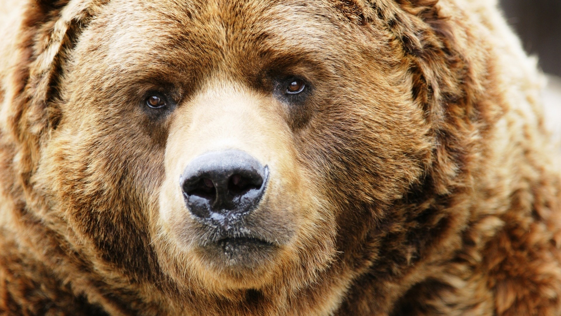 Orso bruno, Primo piano, Muso, Ritratto, Full HD 1080p, sfondo desktop