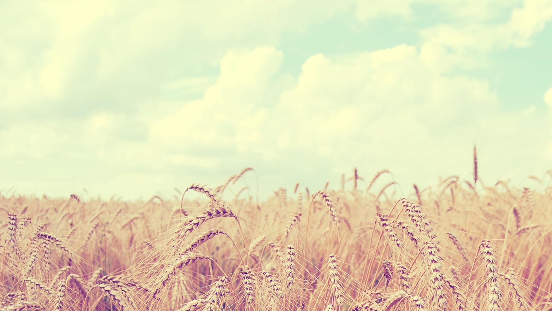 Campo di grano, Nuvole, Vintage, Full HD, sfondo Windows 11