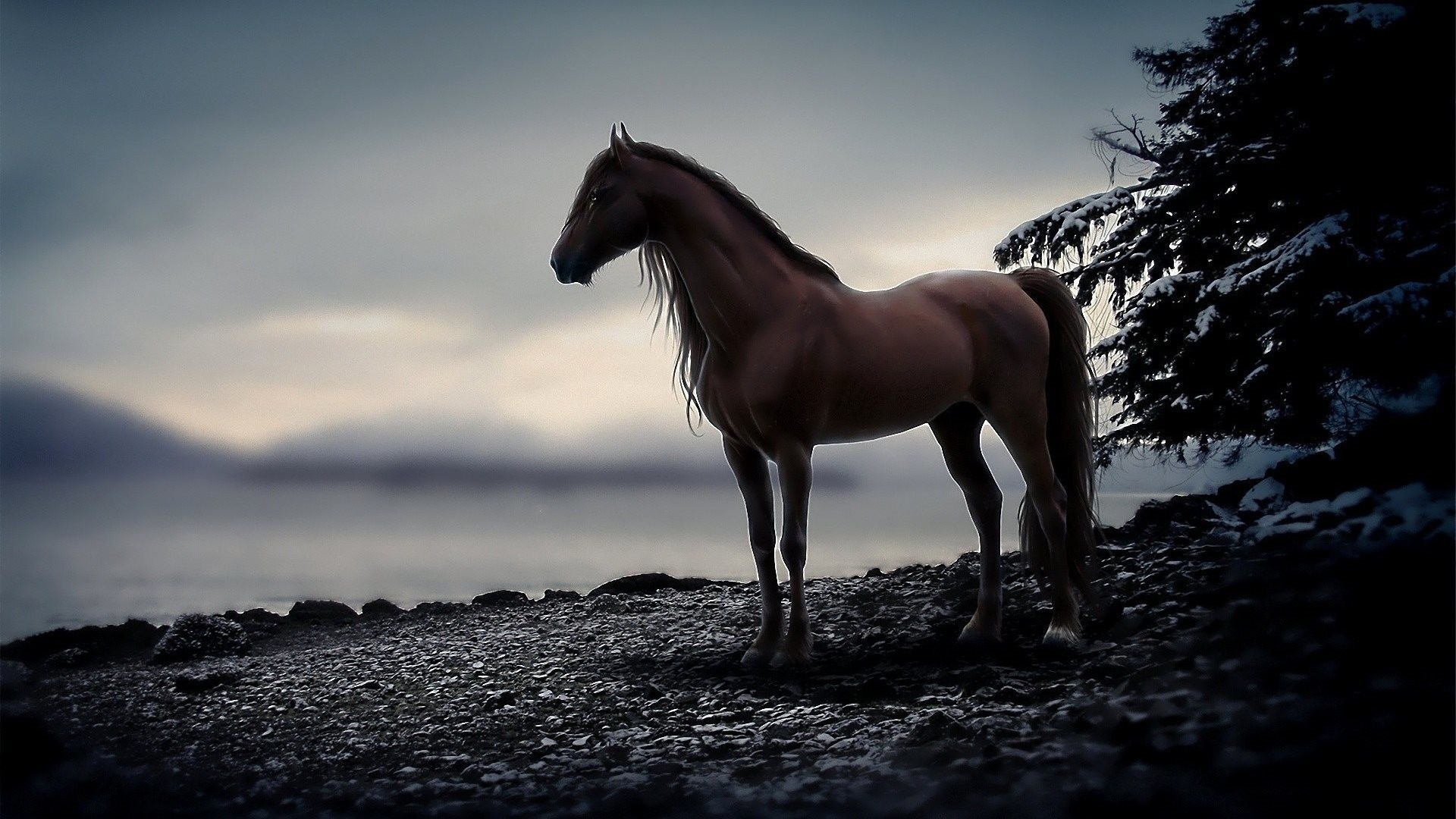 Cavallo, Silhouette, Riva, Cielo nuvoloso, Full HD, sfondo per PC