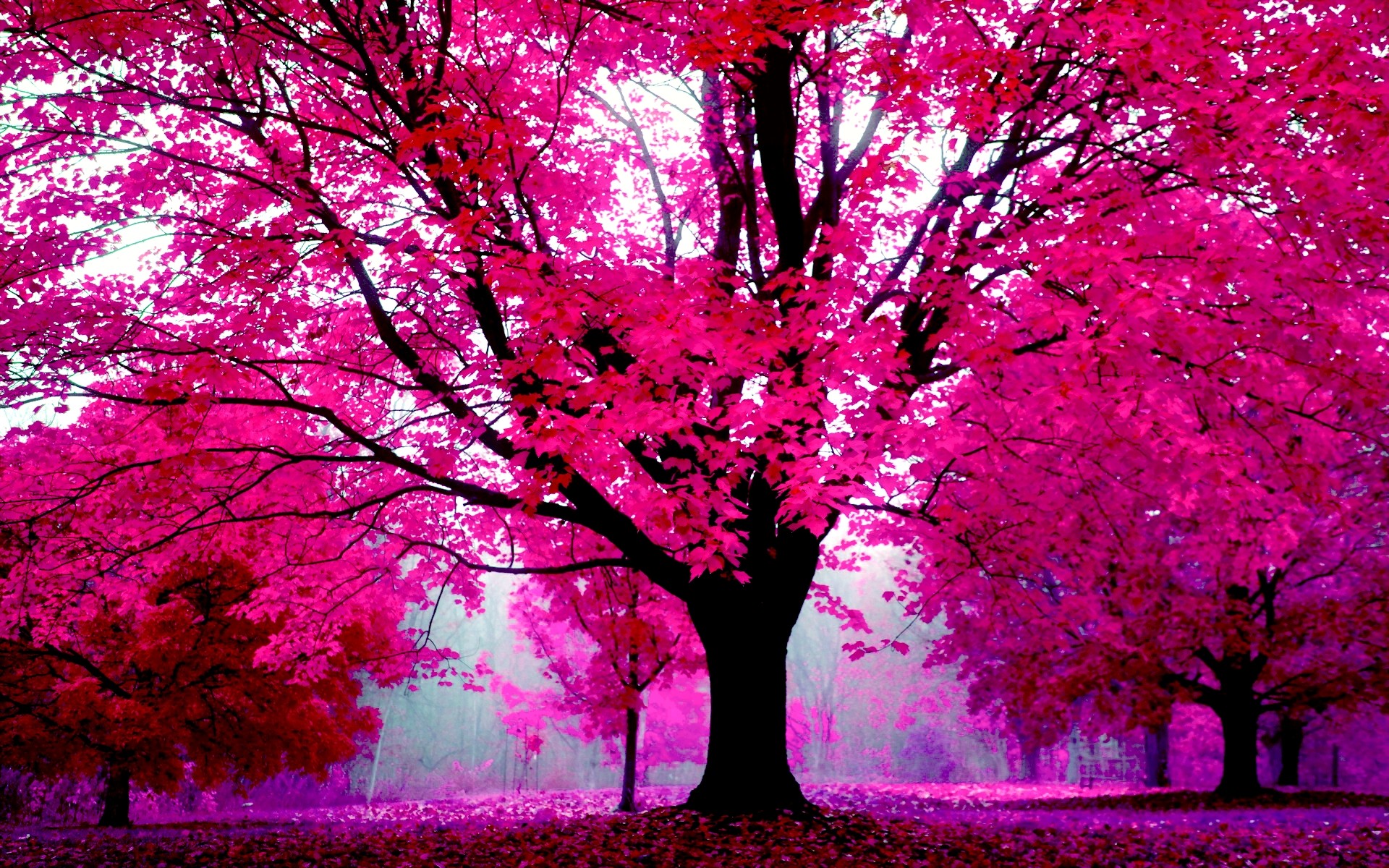 Albero rosa, Foresta, Fantasy, 1920x1200, immagine di sfondo
