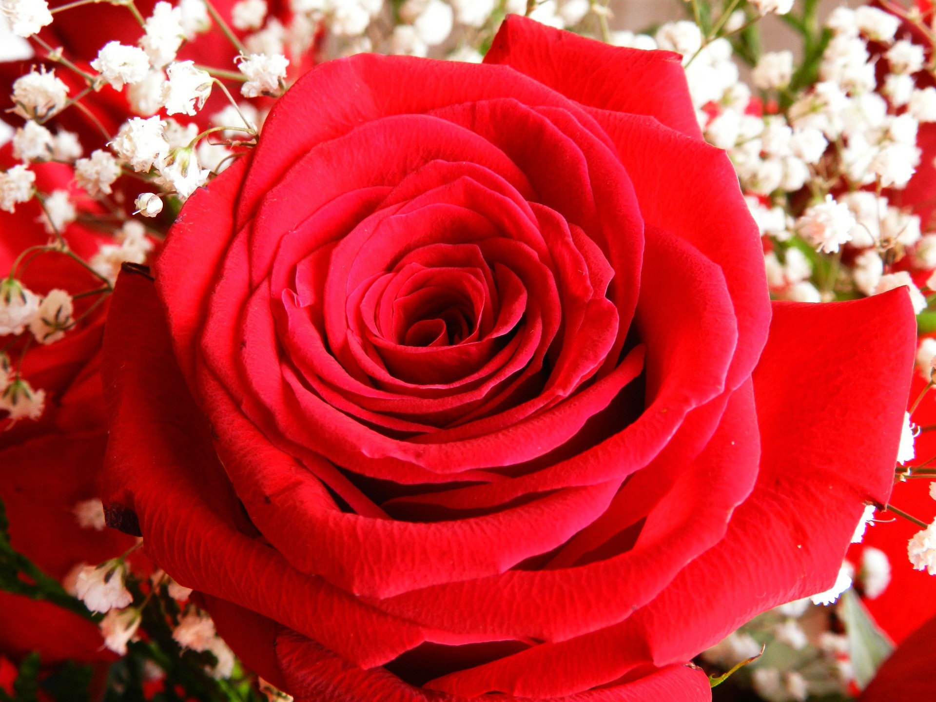 Rosa rossa, Gypsophila, Bouquet, immagine di sfondo iPhone