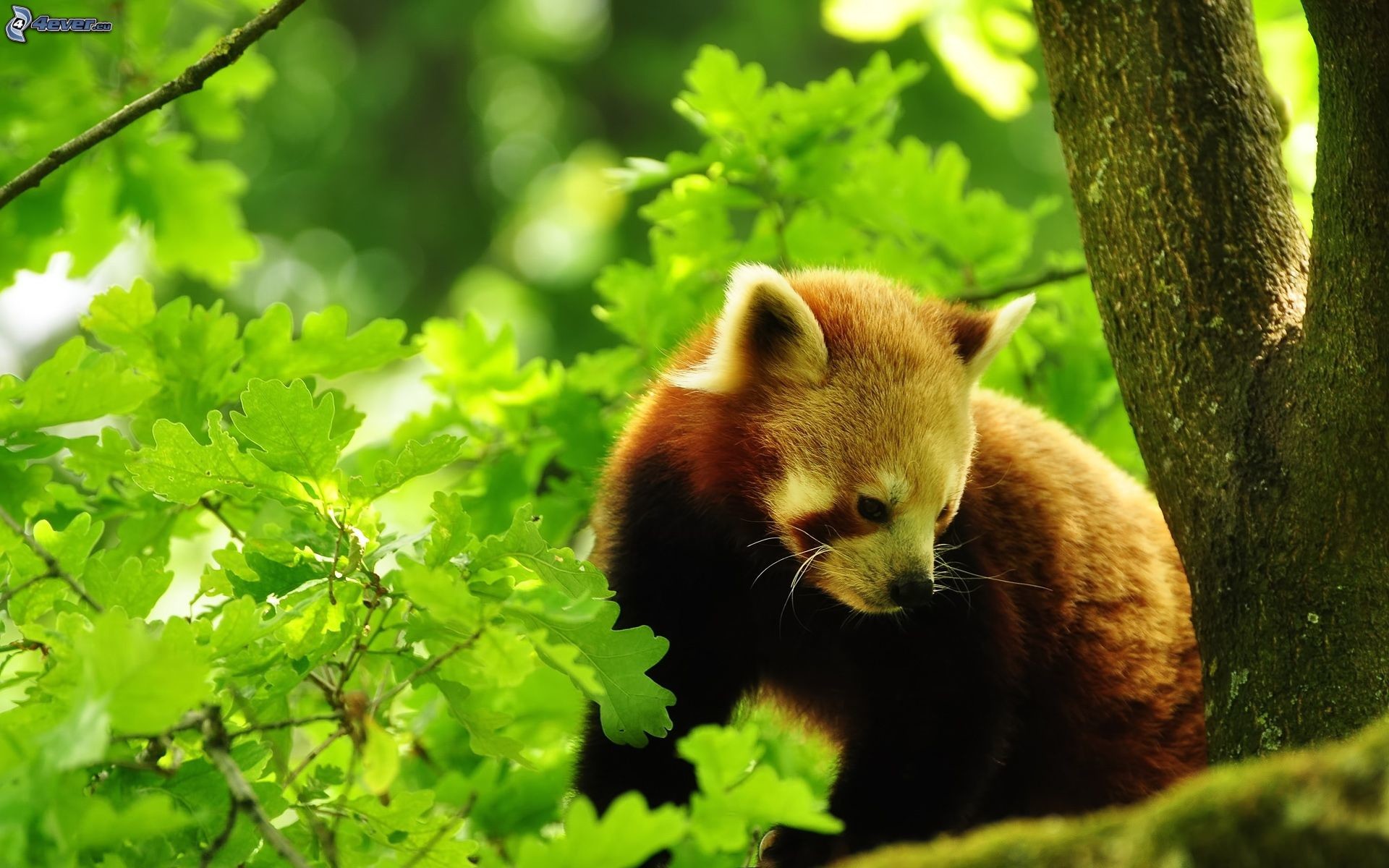 Panda rosso, Foglie verdi, Bosco, 1920x1200, sfondo per PC