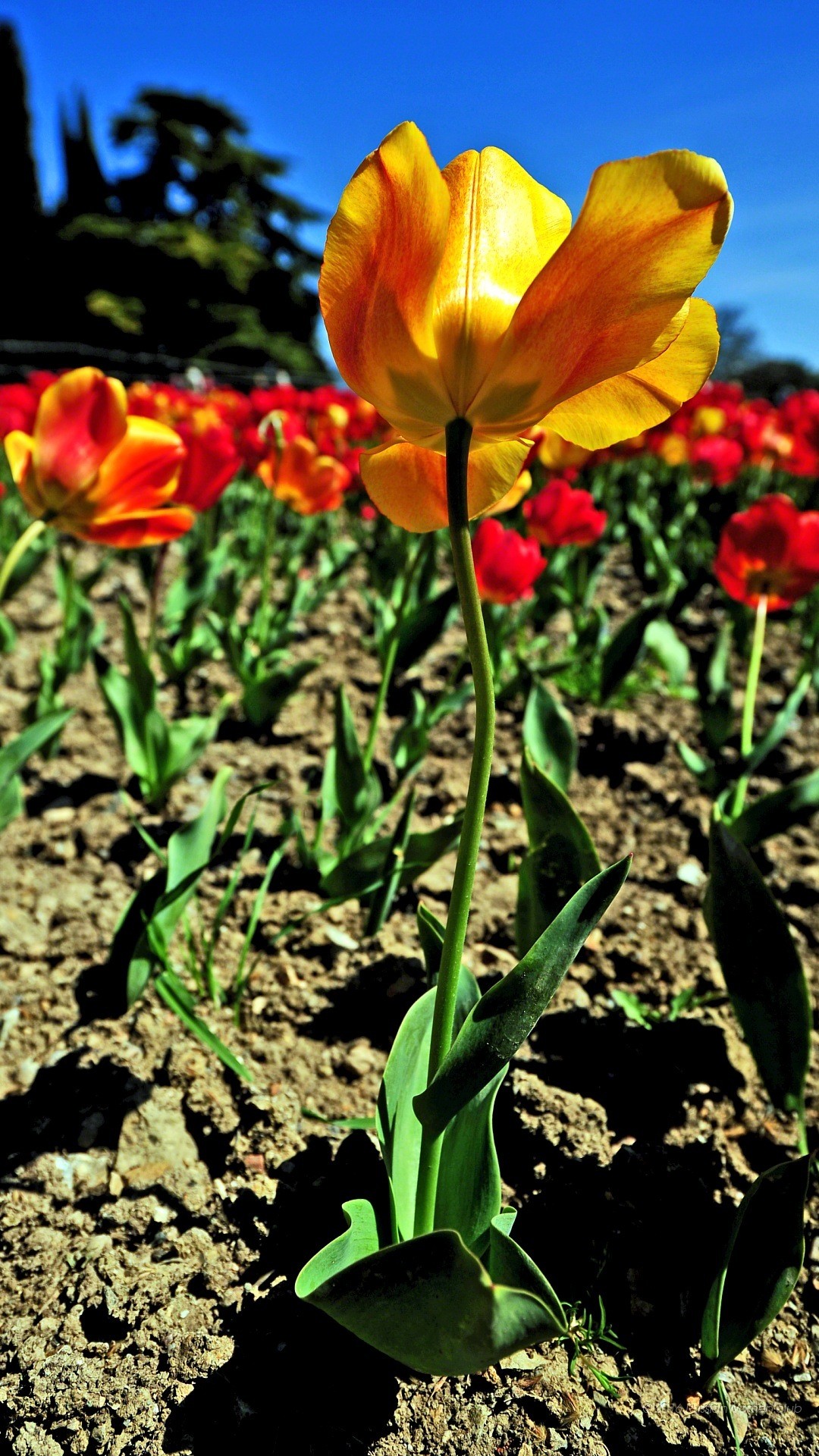 Tulipano, Giallo, Campo di tulipani, Cielo blu, Full HD, sfondo per smartphone