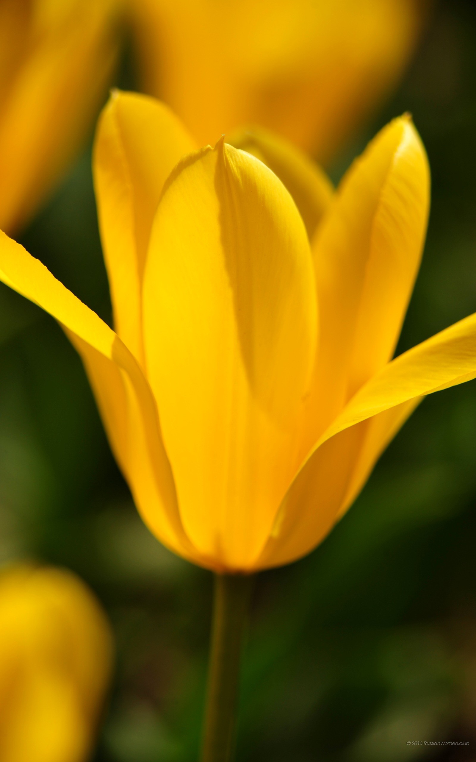 Tulipano giallo, Fiore, Macro, sfondo QHD+ per cellulare