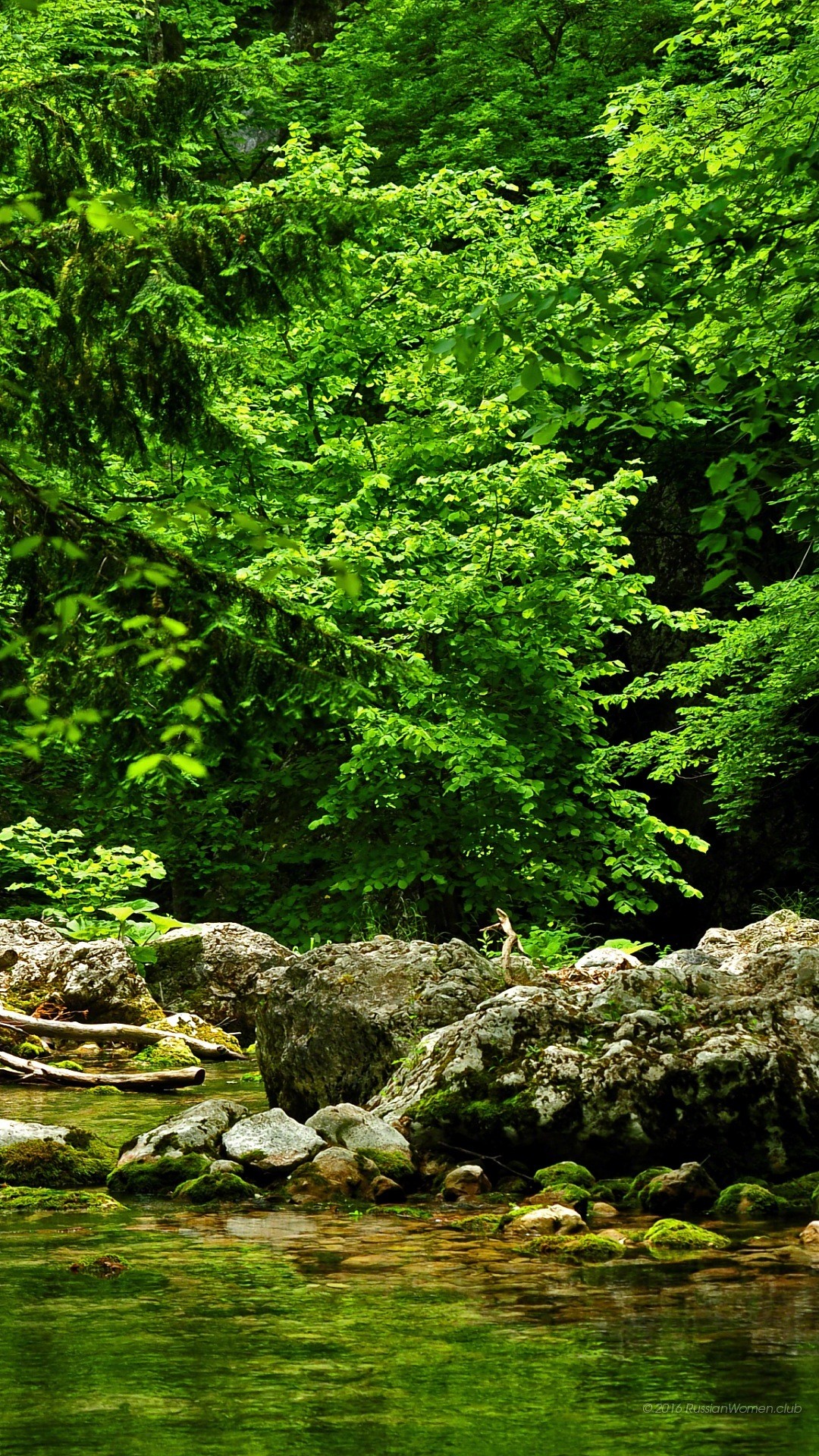 Bosco, Ruscello, Rocce, Verde, Natura, sfondo Asus Zenfone 3 verticale