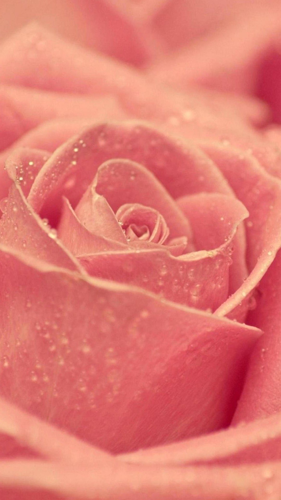 Rosa, Fiore, Gocce, Primo piano, 1080x1920, schermata di blocco iPhone