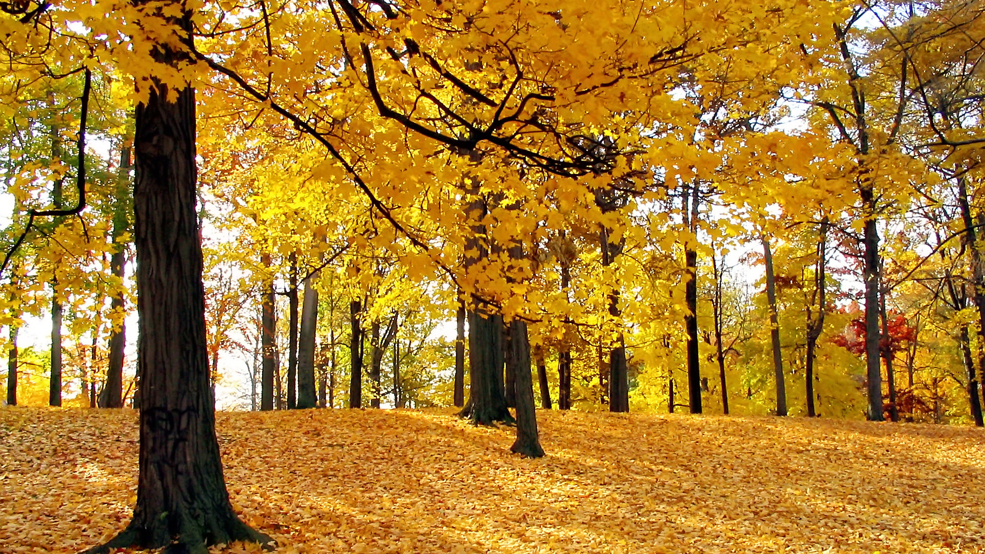 Bosco, Foglie gialle, Alberi, Autunno, Full HD 1080p, sfondo desktop