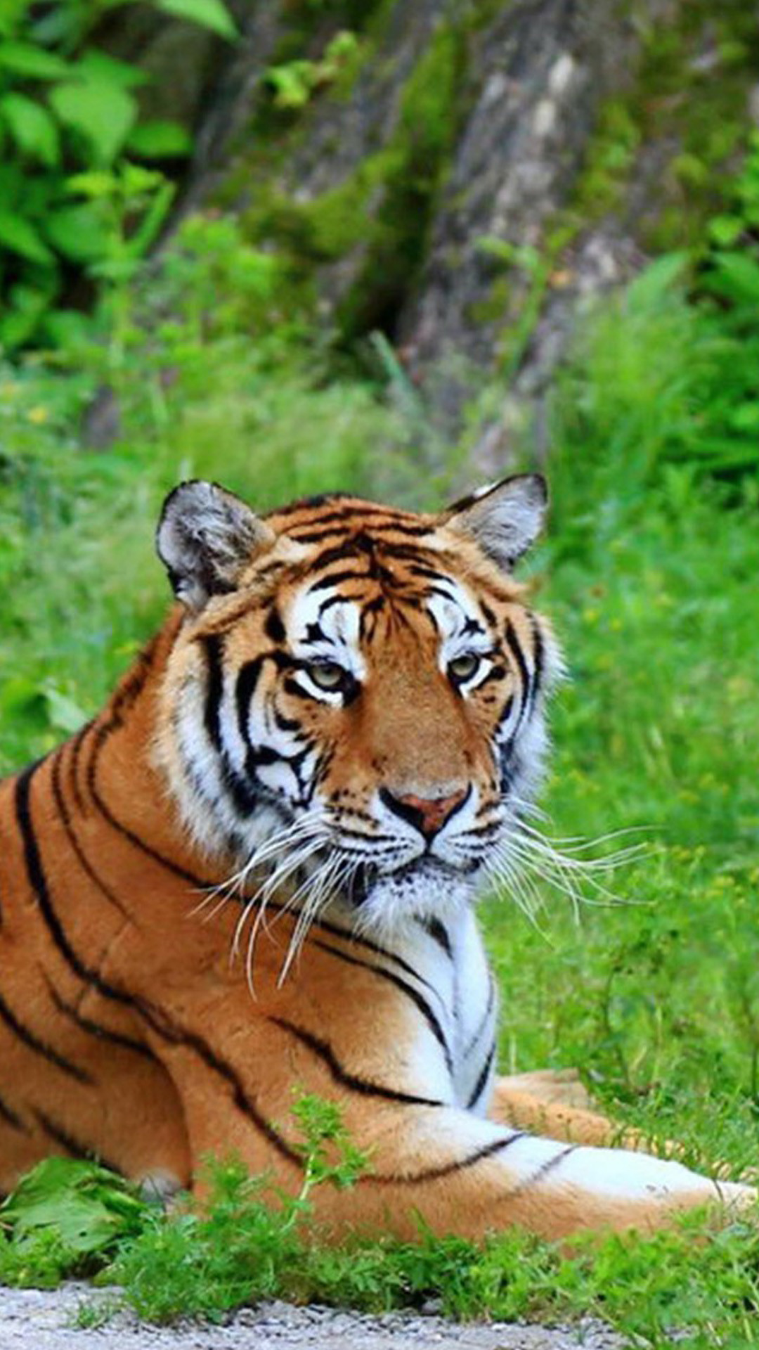 Tigre del Bengala, Prato, Riposo, Verticale, Full HD, sfondo per iPhone e Android
