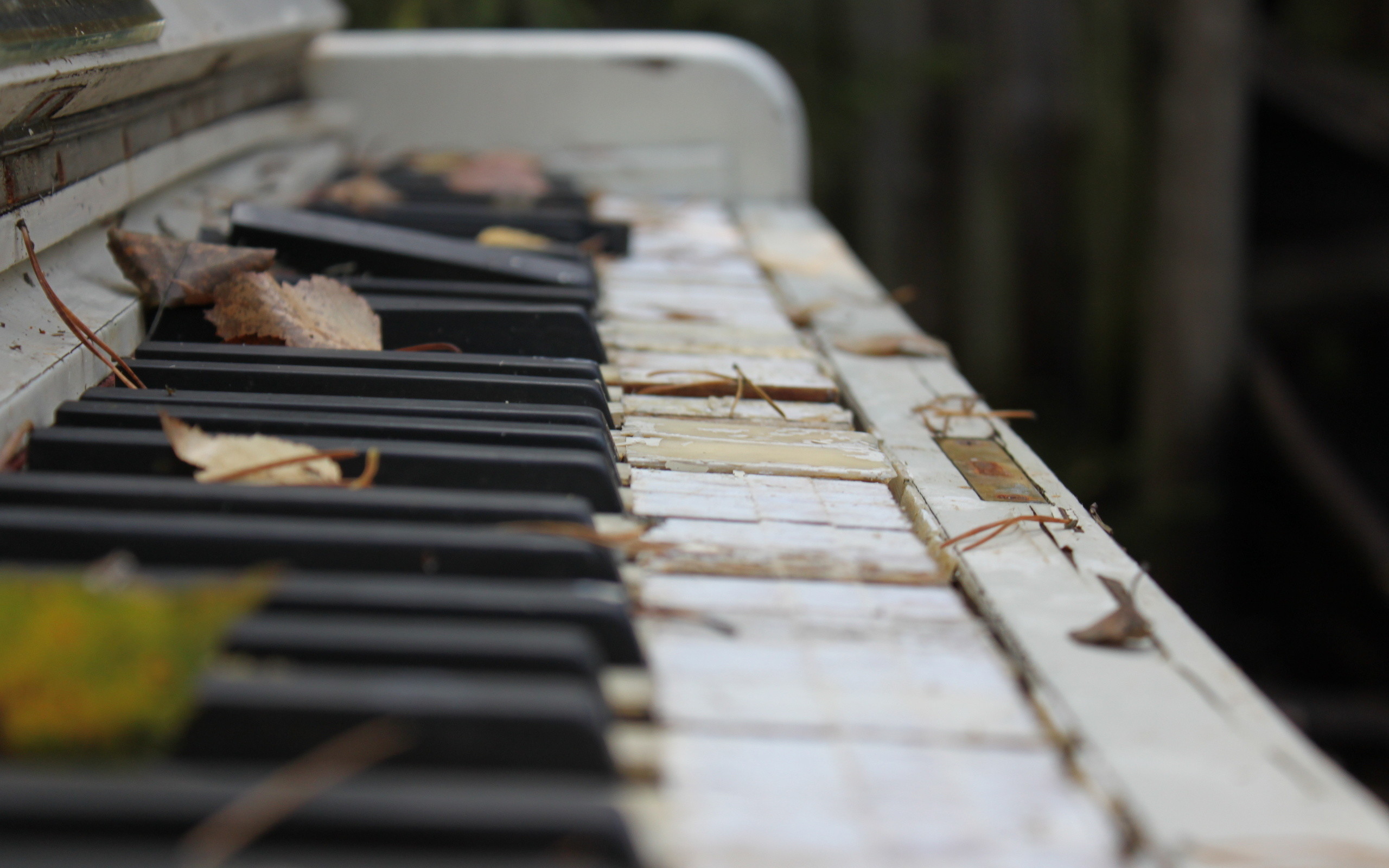 Pianoforte abbandonato, Foglie secche, Tasti rovinati, 2K, sfondo per PC e portatile