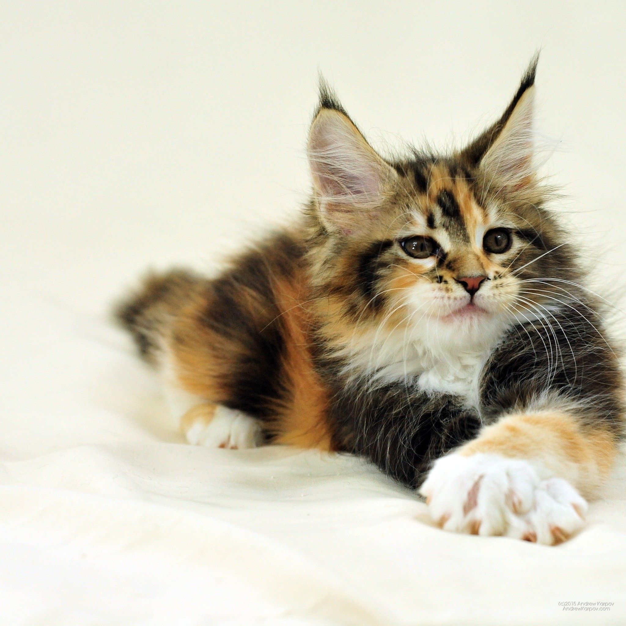 Gattino, Calicò, Maine Coon, Sfondo bianco, Full HD, schermata di blocco iPad