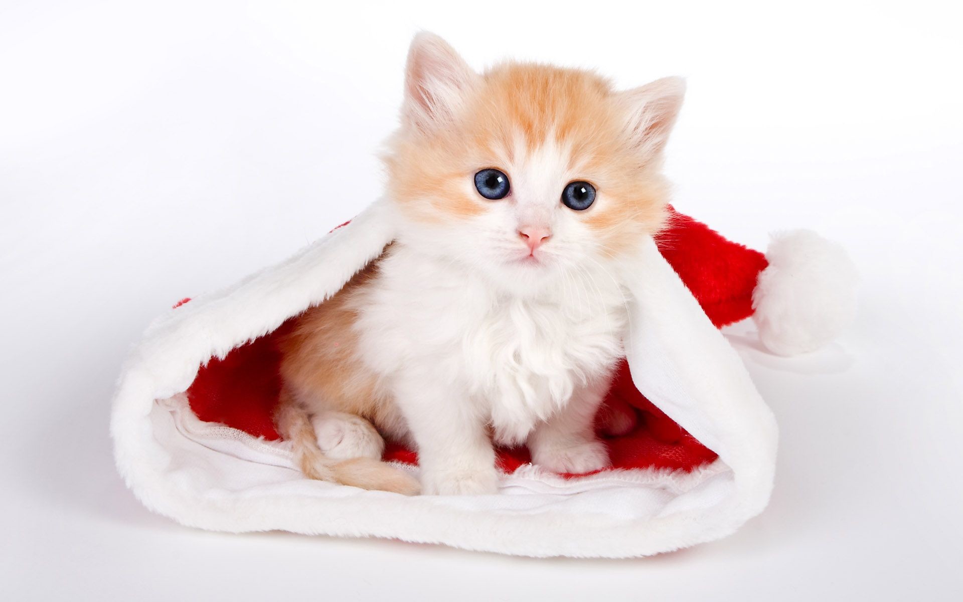 Gattino, Cappello di Babbo Natale, Natale, Sfondo bianco, Tenero, wallpaper 1920x1200