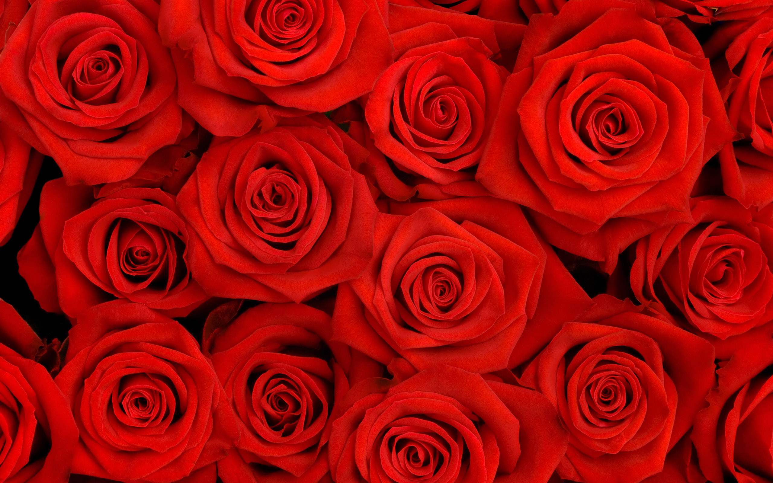 Rose rosse, Tappeto di rose, Fiori, 2560x1600, sfondo per PC