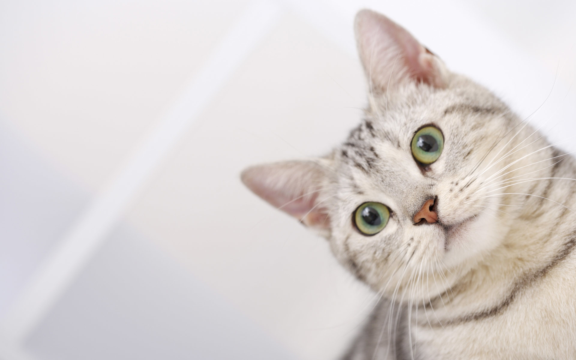 Gatto tigrato, Occhi verdi, Testa inclinata, Primo piano, Full HD, sfondo desktop