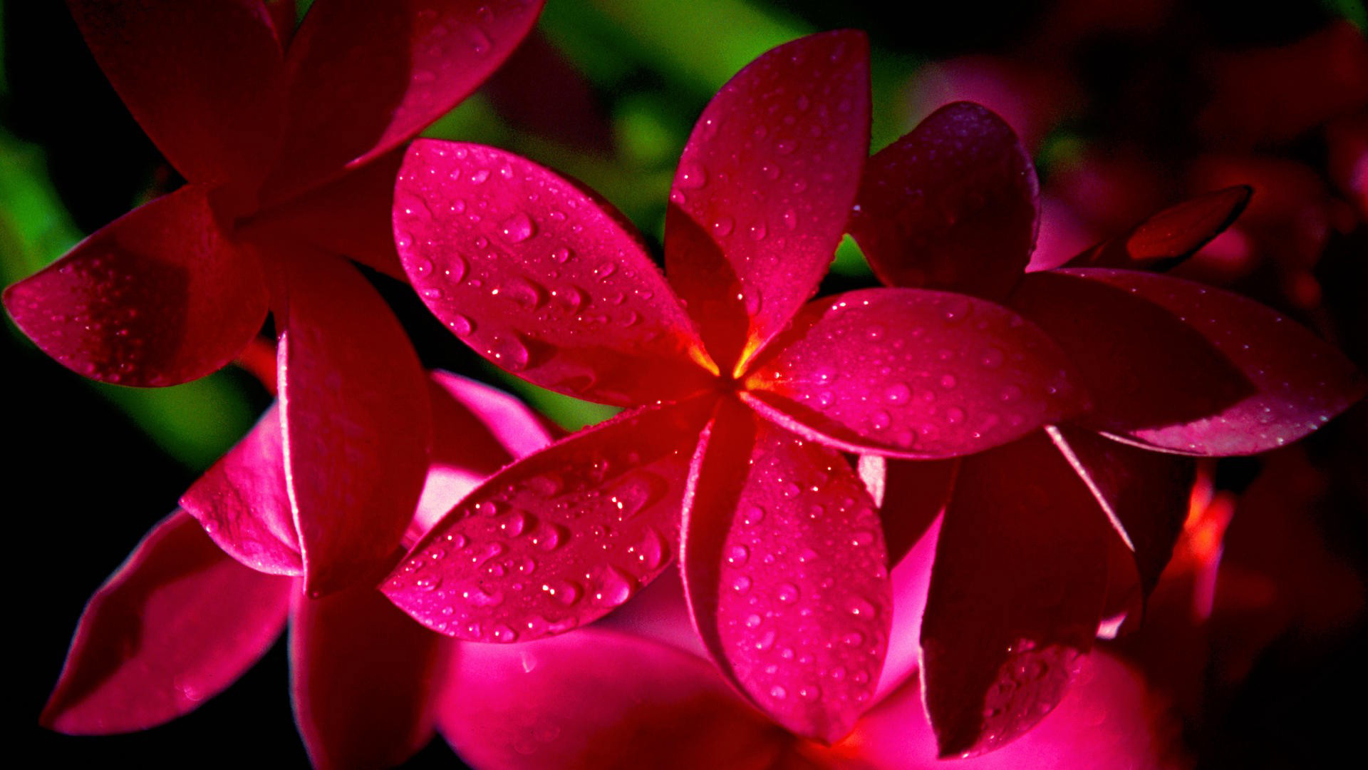 Fiori rossi, Gocce d'acqua, Macro, 1920x1080, sfondo per PC