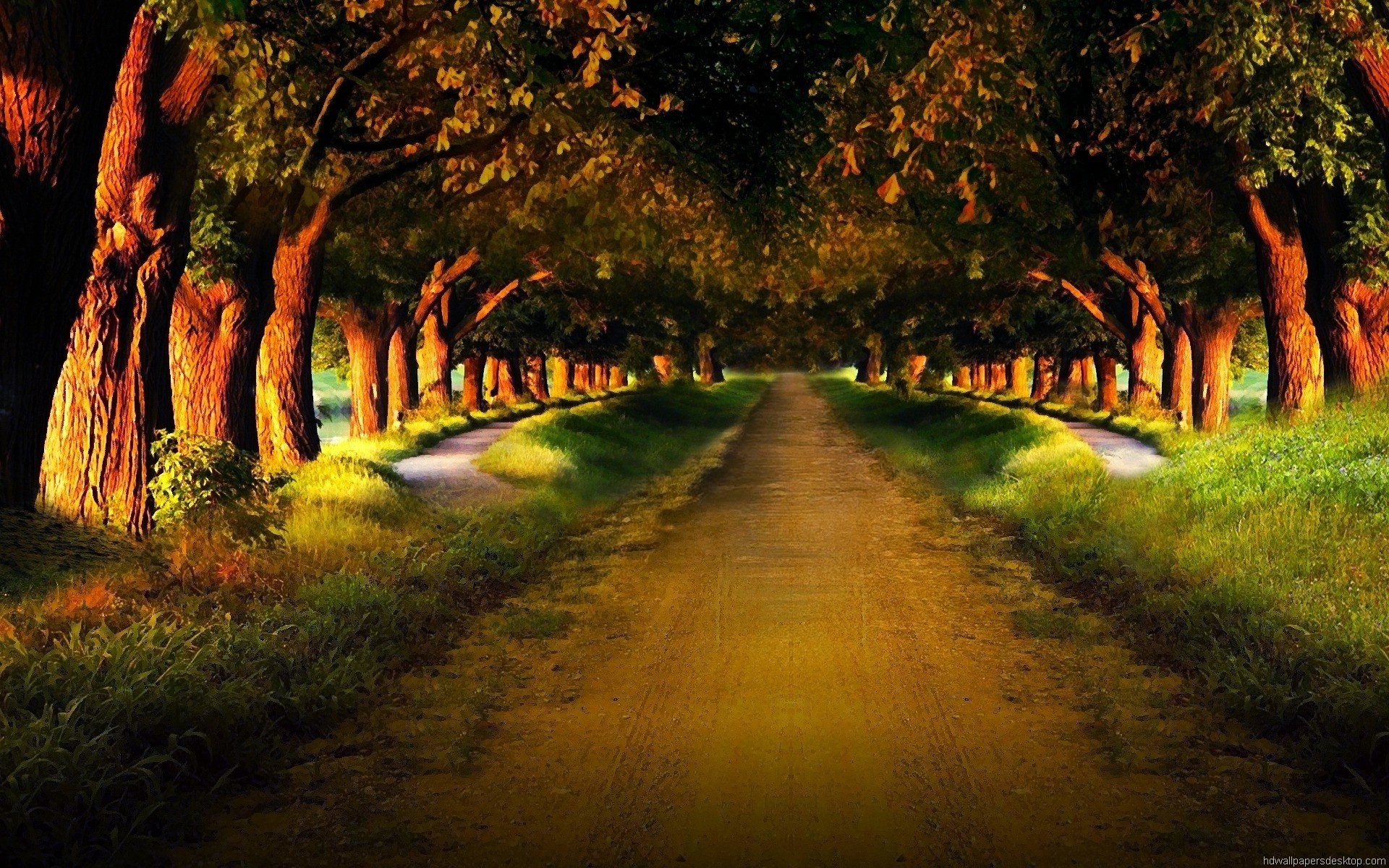 Viale alberato, Strada sterrata, Luce dorata, sfondo per il tuo desktop