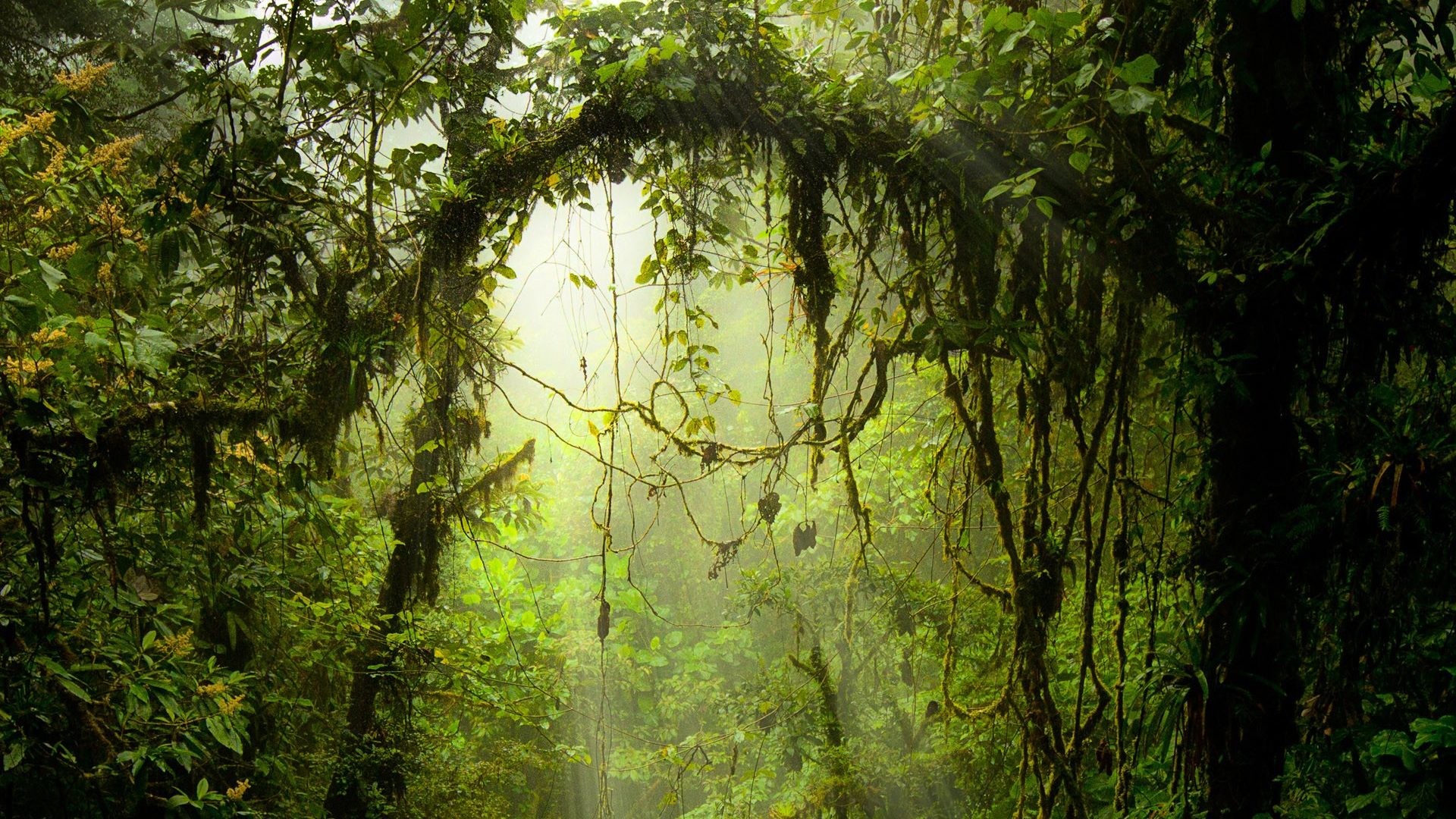 Giungla, Liane, Raggi di luce, Arco vegetale, 1920x1080, wallpaper desktop