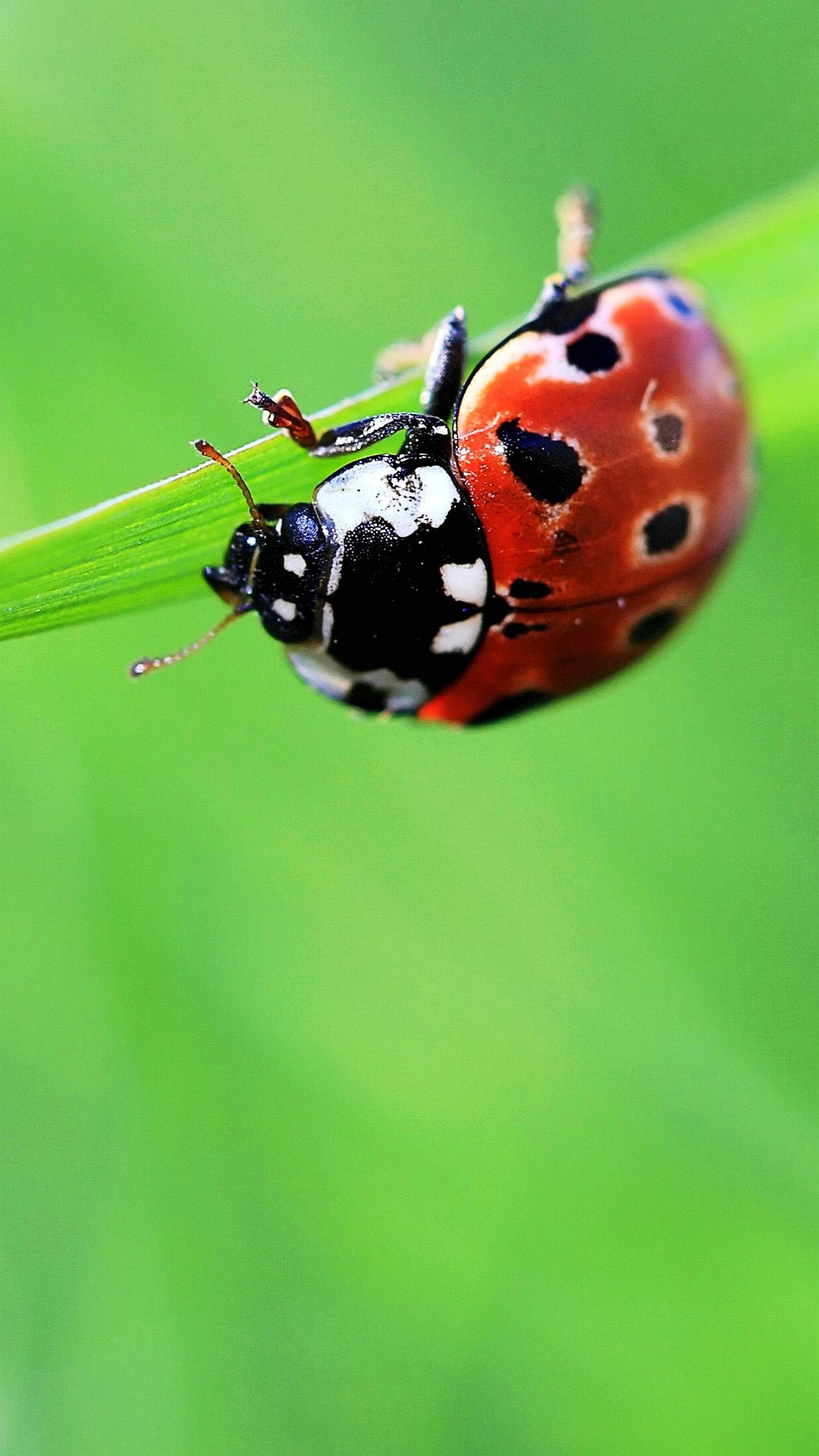 Coccinella, Filo d'erba, Macro, Verde, QHD+, sfondo per smartphone