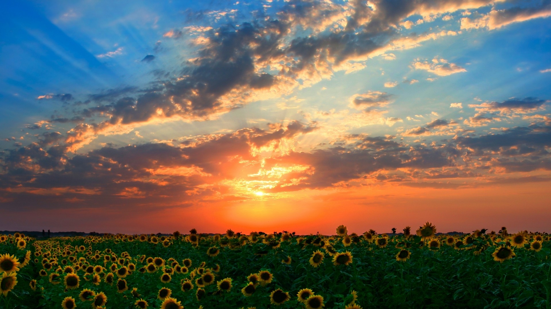 Campo di girasoli, Girasoli, Nuvole, Raggi di sole, 1920x1080, sfondo per PC