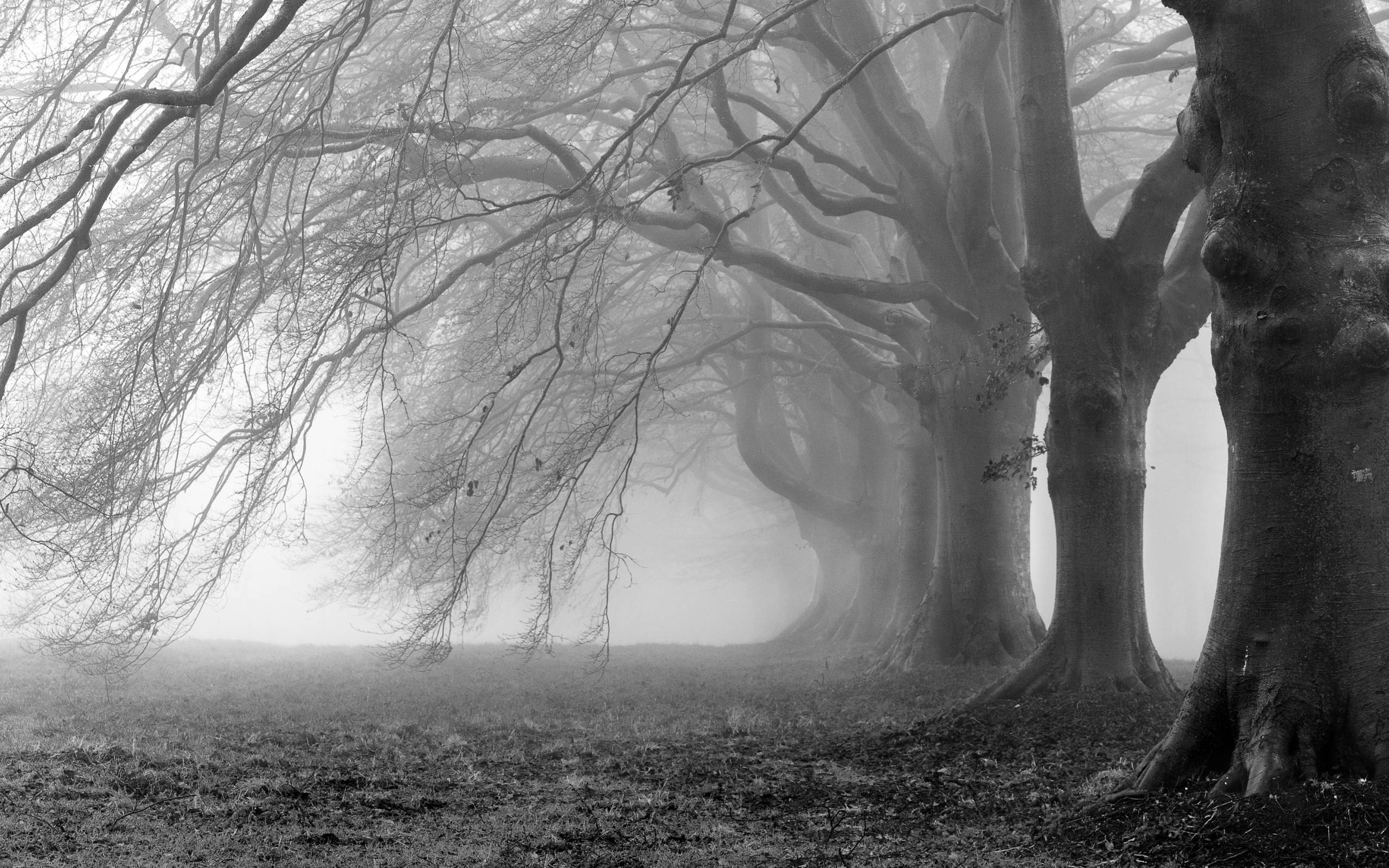 Foresta, Nebbia, Alberi spogli, Bianco e nero, 2K, sfondo Windows 11