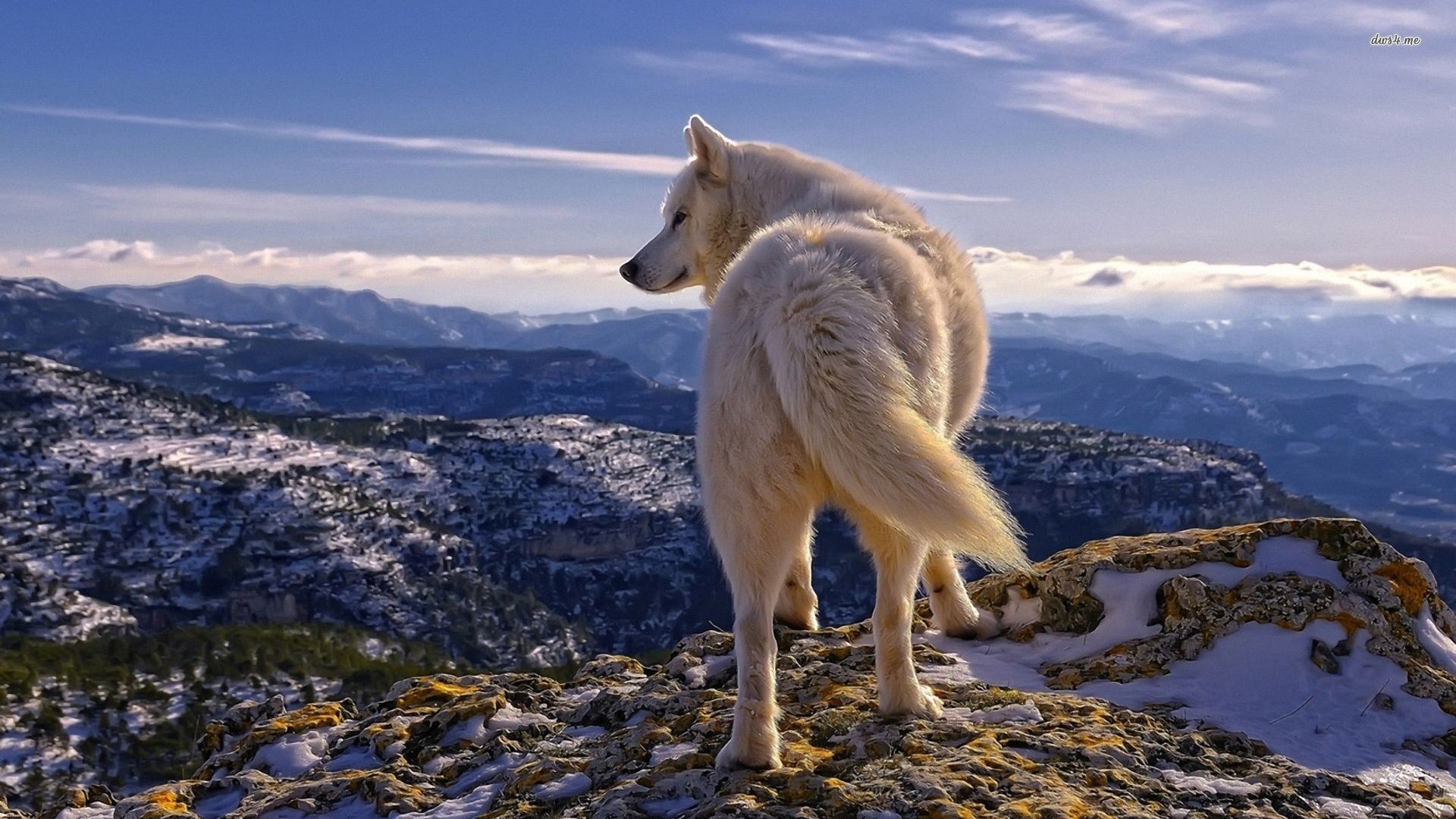 Lupo bianco, Montagne, Panorama, Cielo, Full HD, sfondo per PC e portatile
