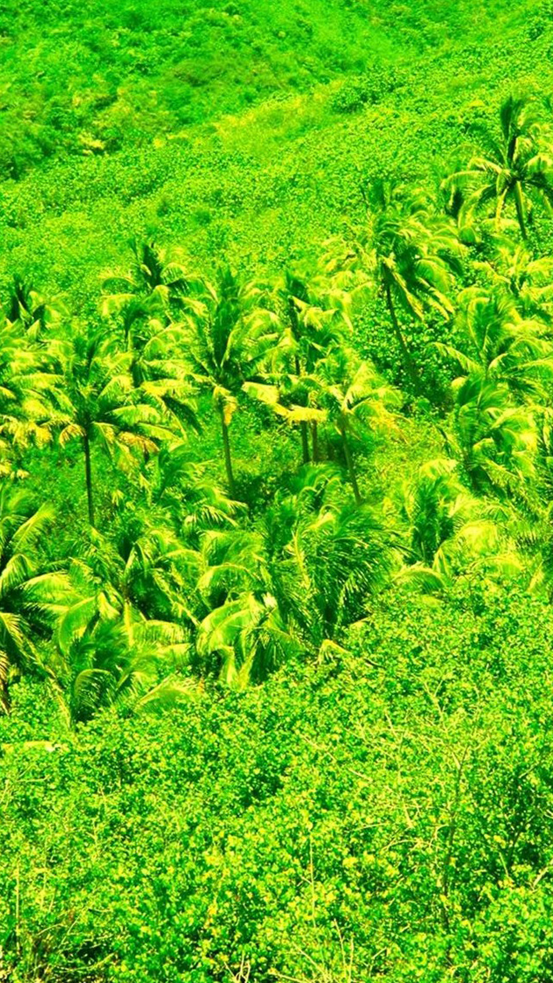 Collina, Vegetazione tropicale, Palme, Verde, Full HD, sfondo per iPhone e Android